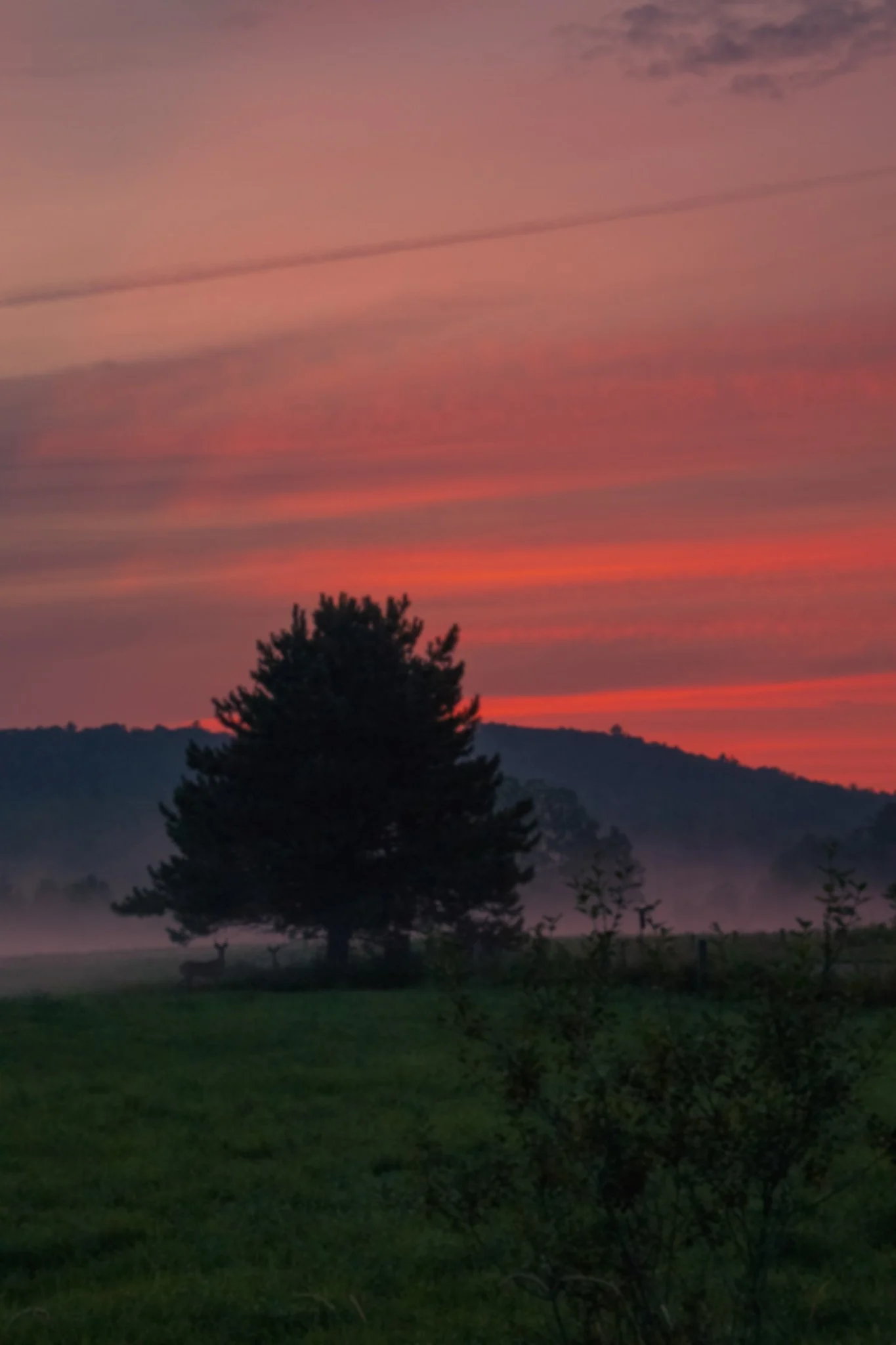 A sunset over a countryside landscape with a silhouette of a large tree in the foreground, rolling hills in the background, and a reddish-pink sky with some clouds.