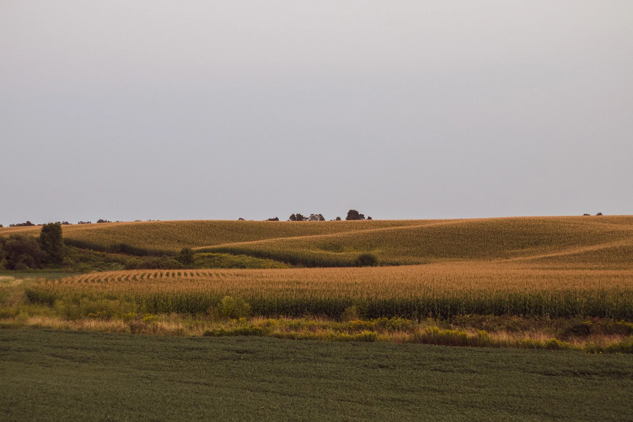 Open farmland with various crops and trees under an overcast sky.