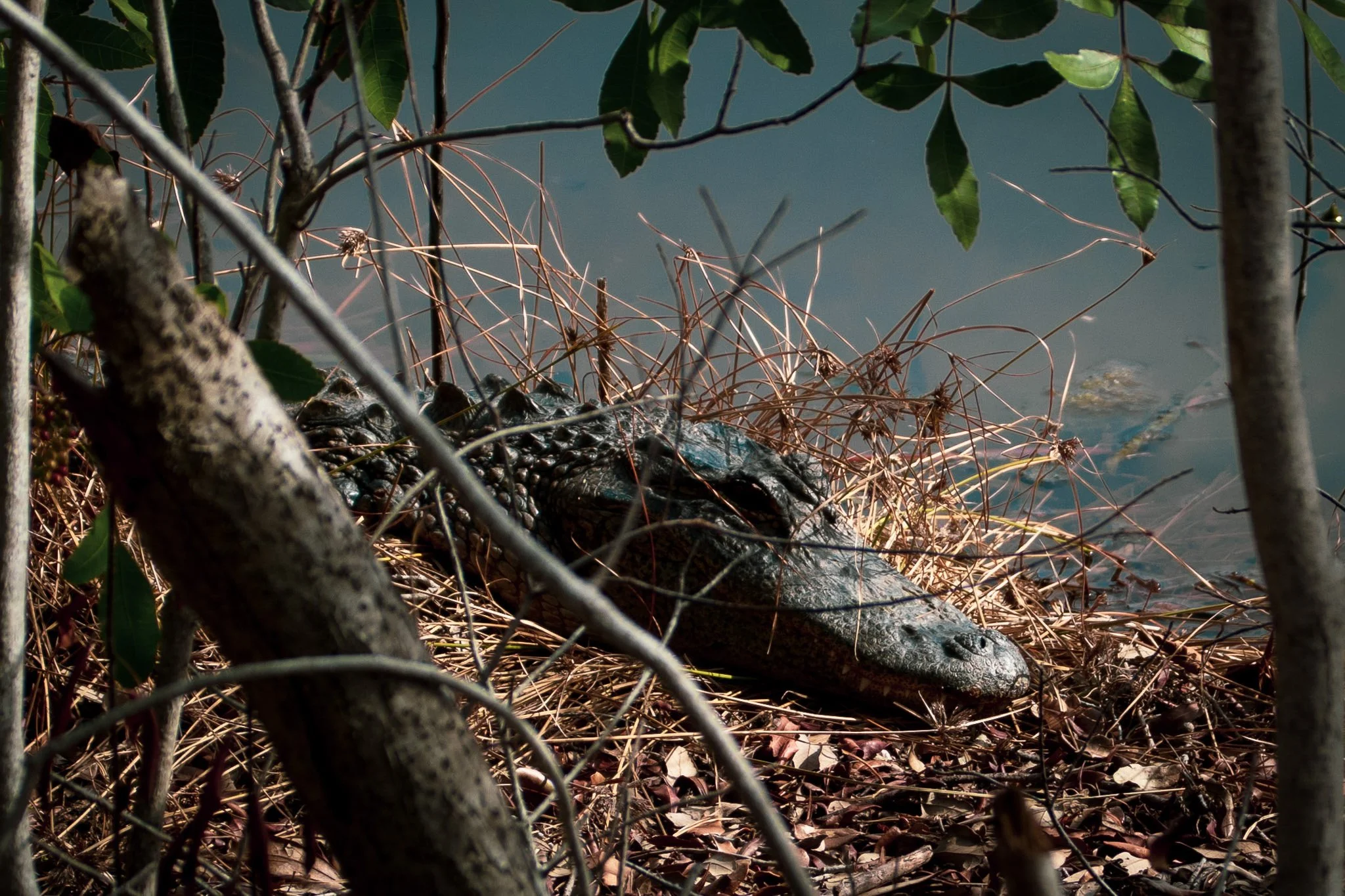 A close-up view of a crocodile partially hidden among dry twigs and leaves at the water's edge, with some green leaves hanging overhead.