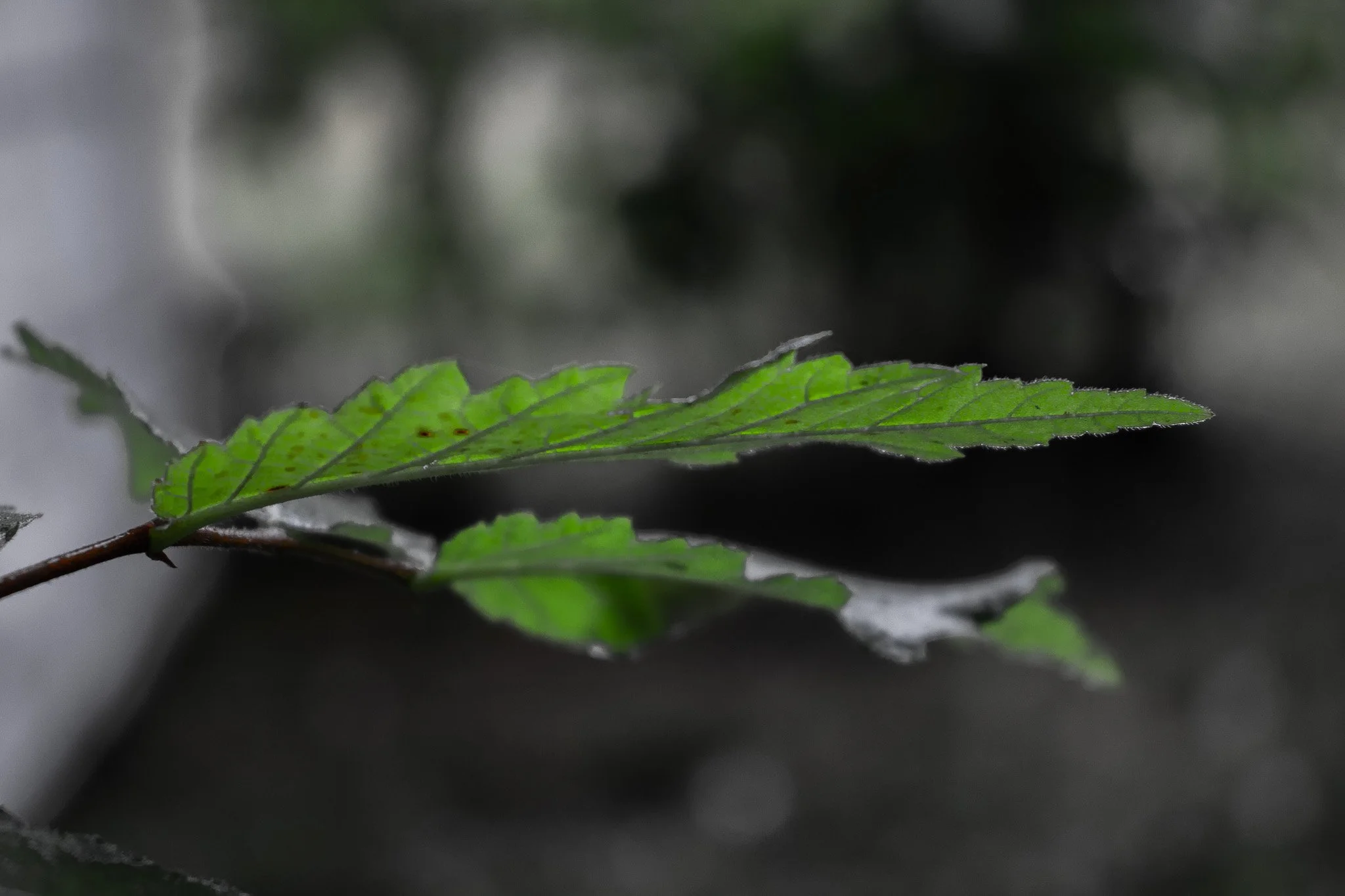 Close-up of a green leaf with visible veins and serrated edges, on a small branch, with a blurred background.