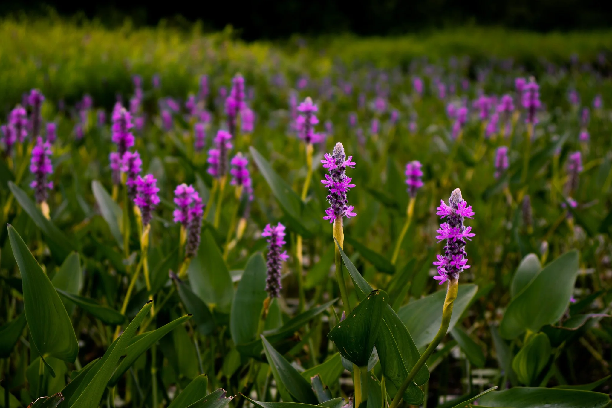 A field of purple flowering plants with green leaves, with a blurred background of more plants or trees.