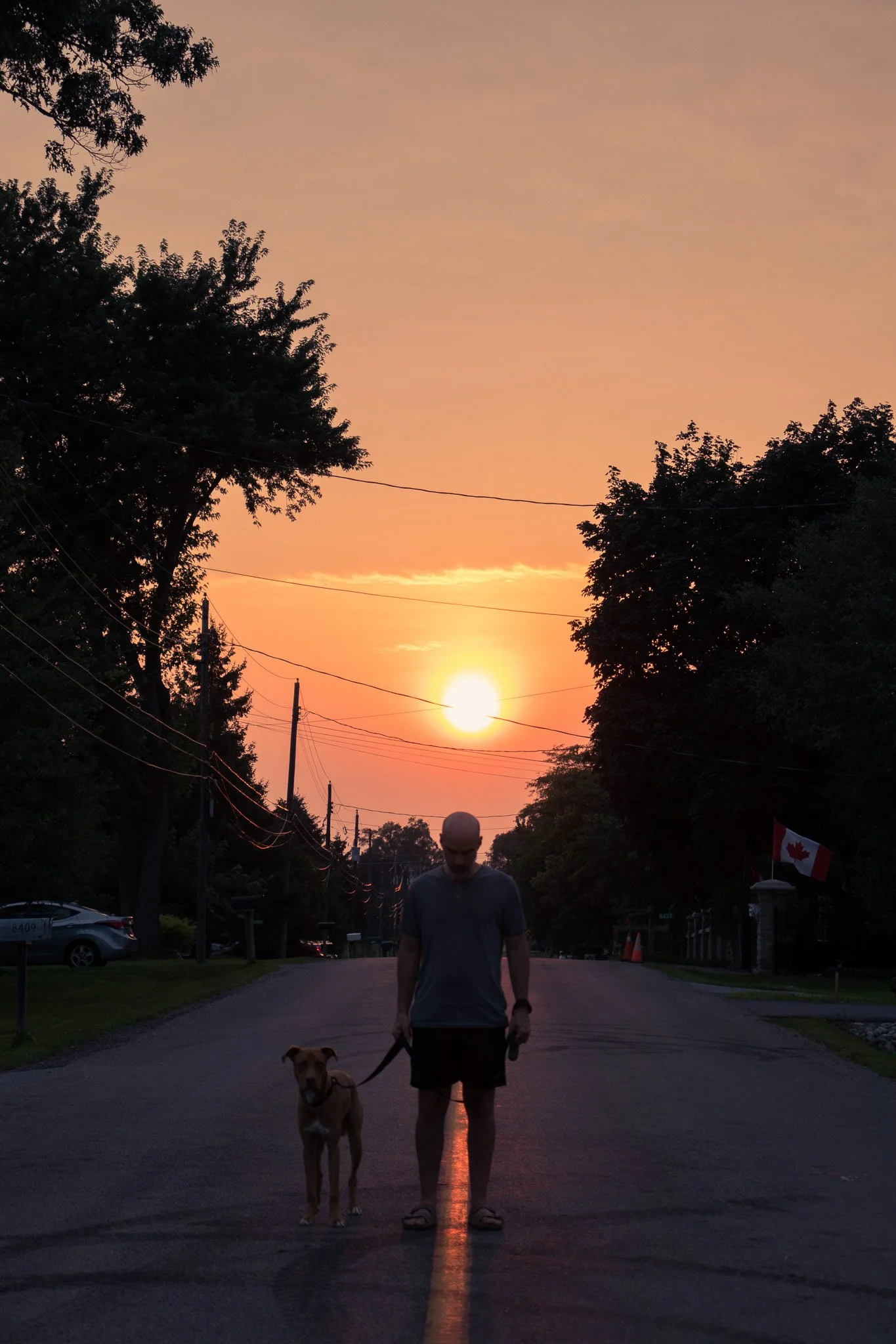 A man walking with a dog during sunset on a suburban street with trees, power lines, parked cars, and a Canadian flag.