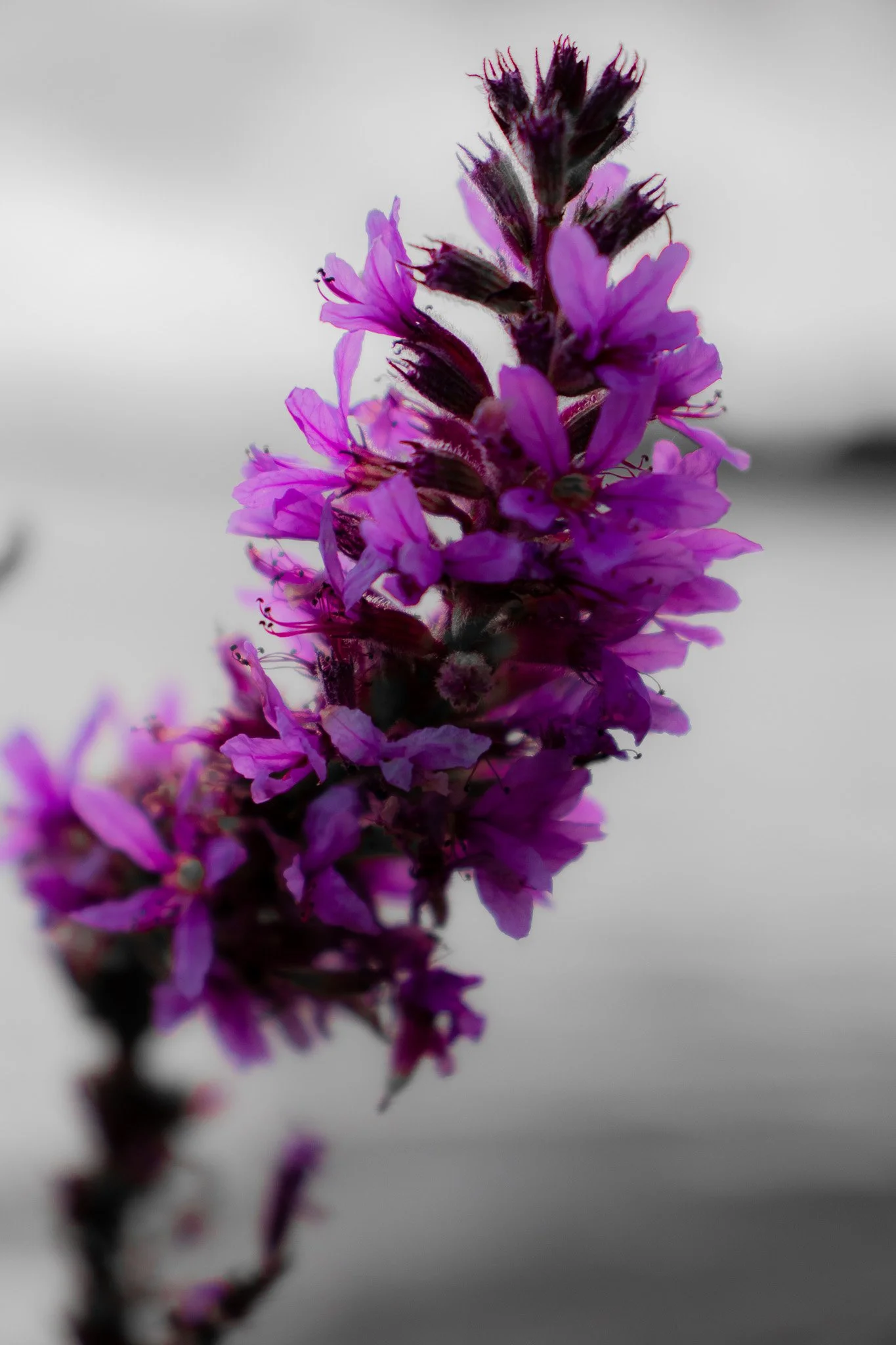Close-up of a purple flower with delicate petals, set against a blurred gray background.