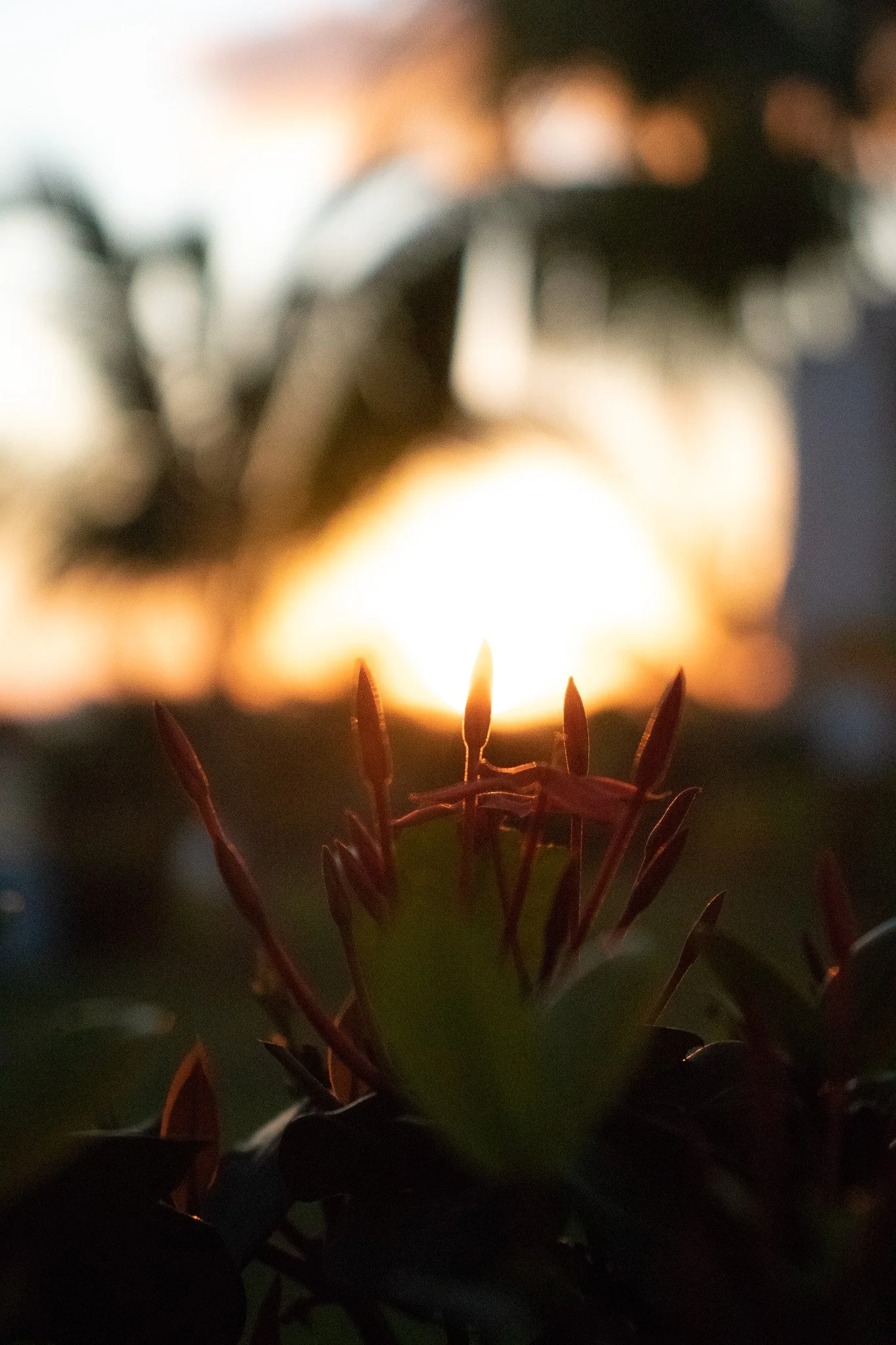 Close-up of a lit candle behind dark, thorny branches with blurred background lights.