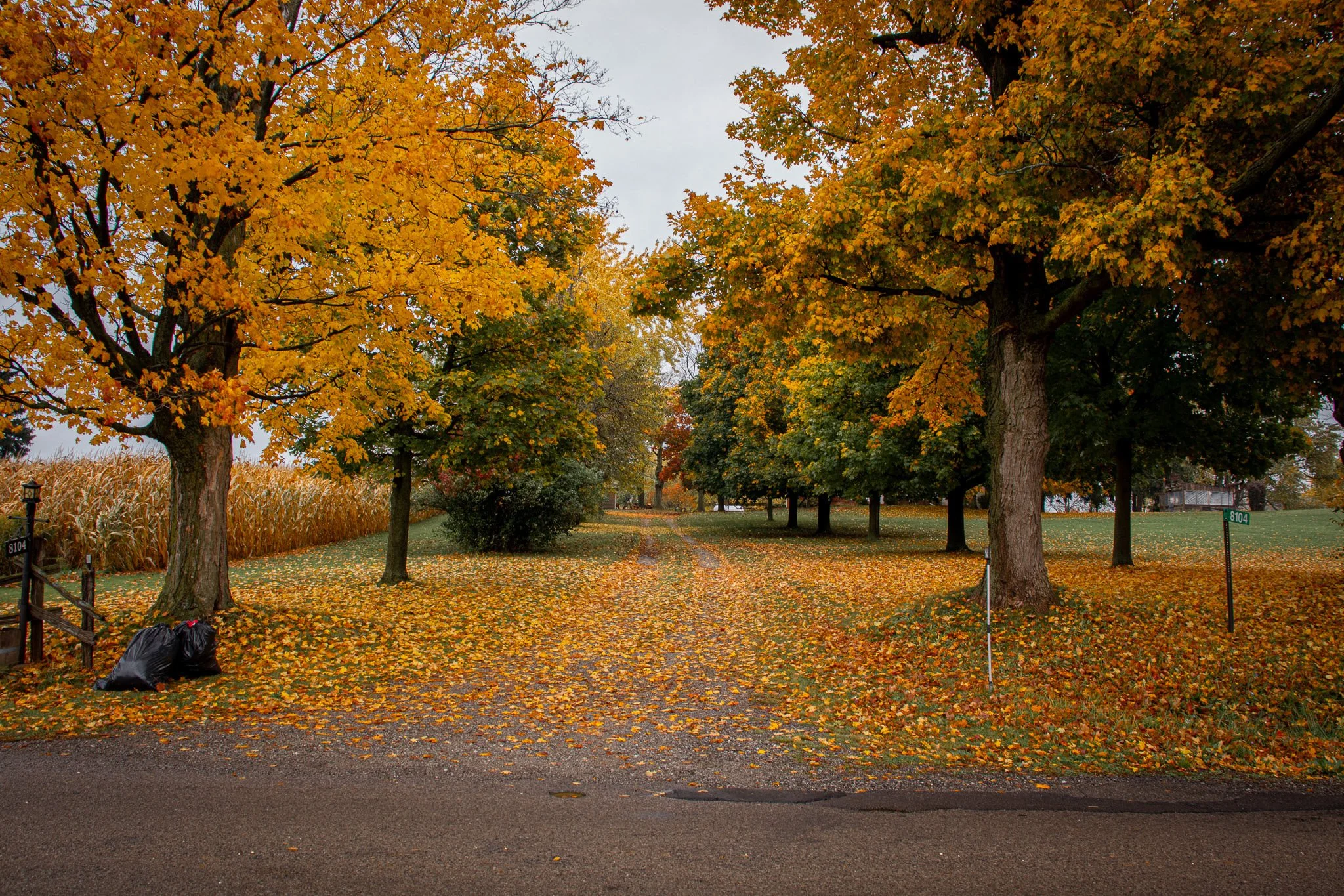 A park scene in autumn with fallen yellow and orange leaves on gravel and grass. Tall trees with colorful autumn foliage line a pathway under an overcast sky.
