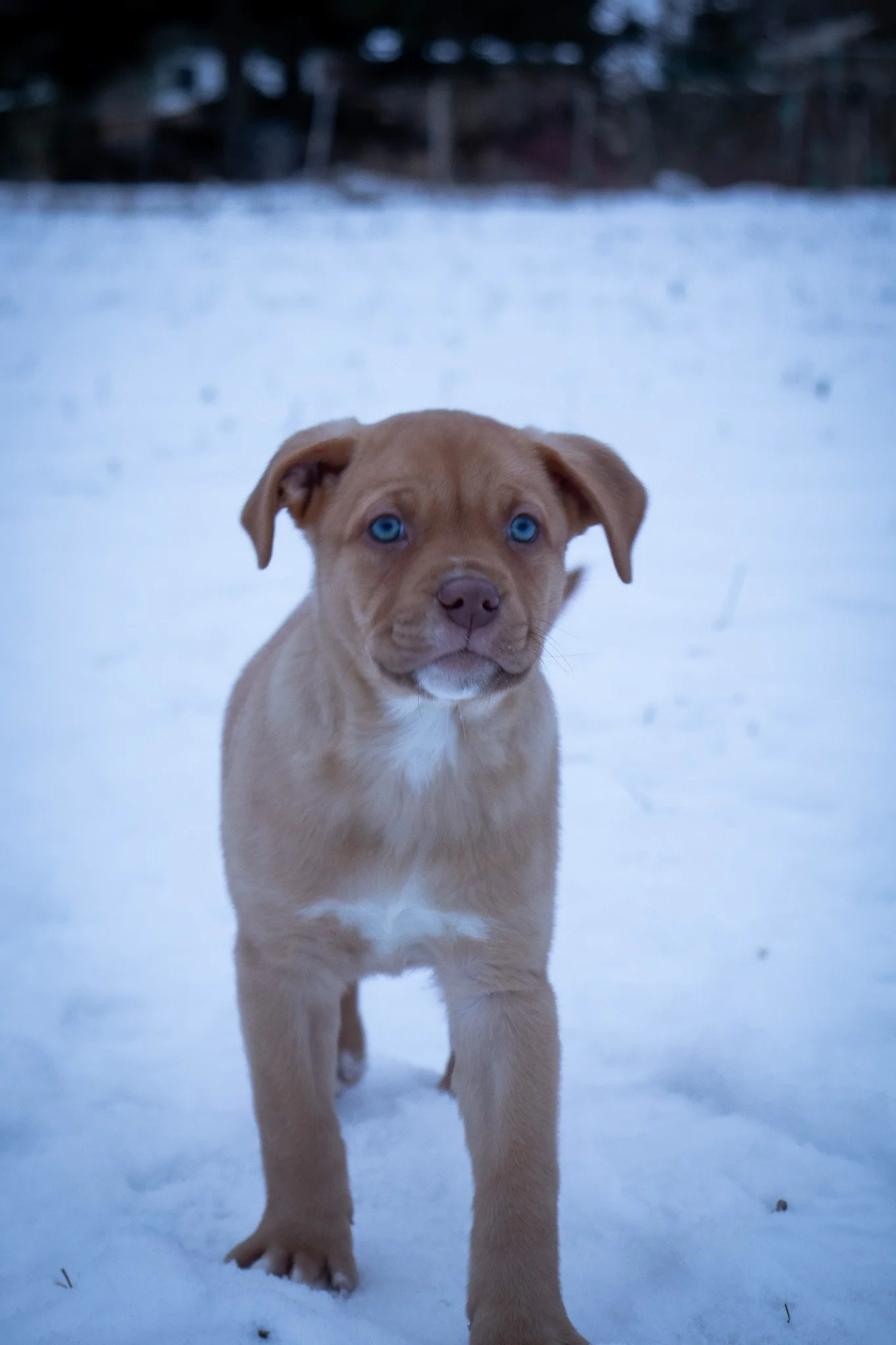 Adorable tan puppy with bright blue eyes standing in snow with a blurred background of trees and houses.