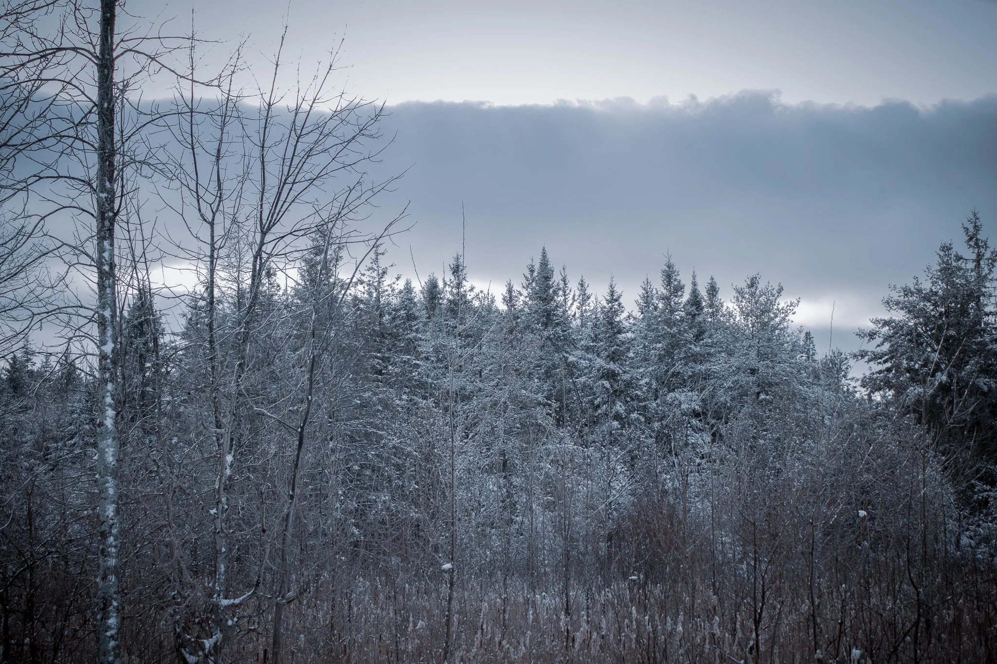 Snow-covered trees in a forest under a cloudy sky