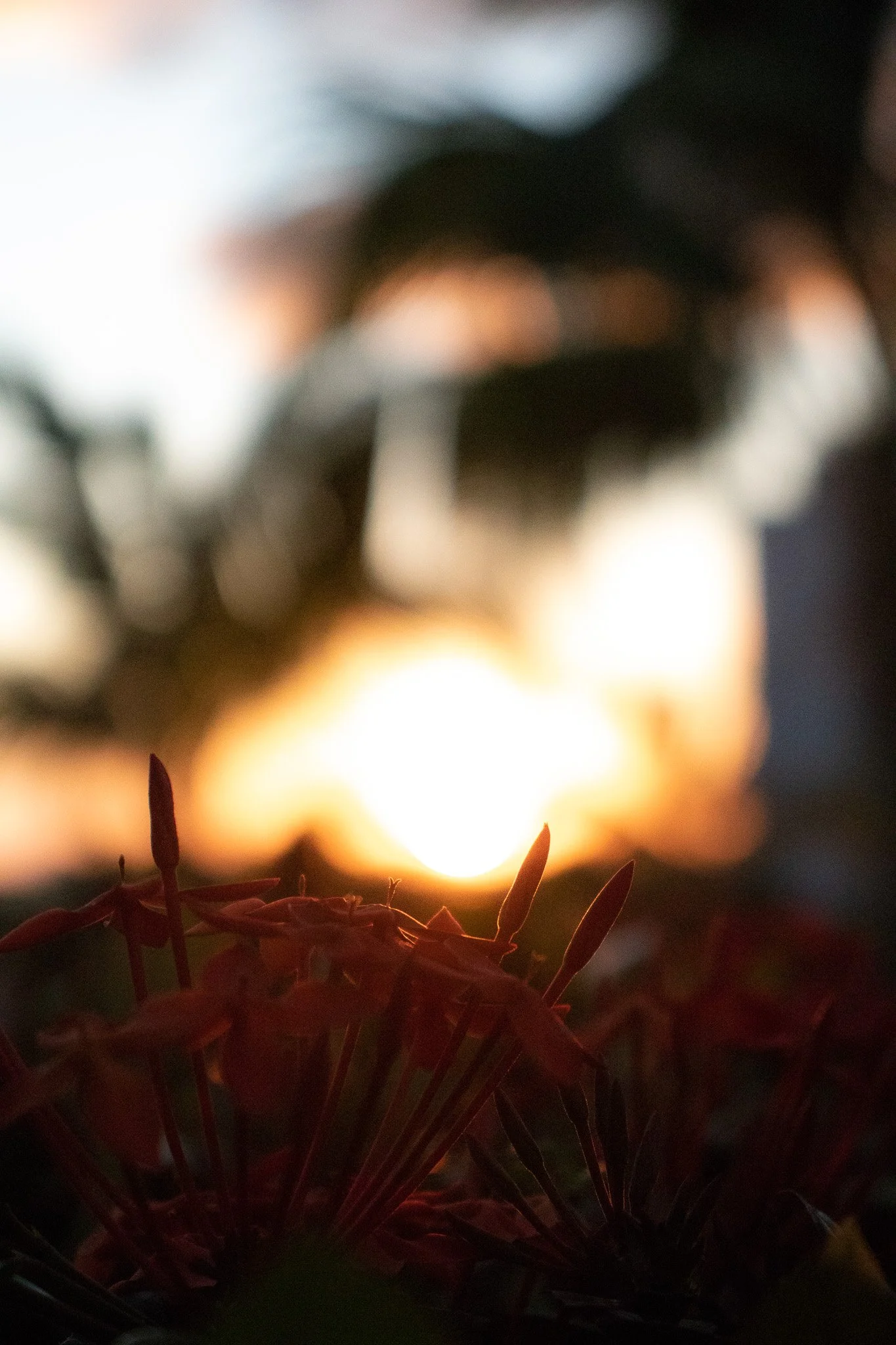 Close-up of red flowers with a blurred sunset or sunrise in the background.