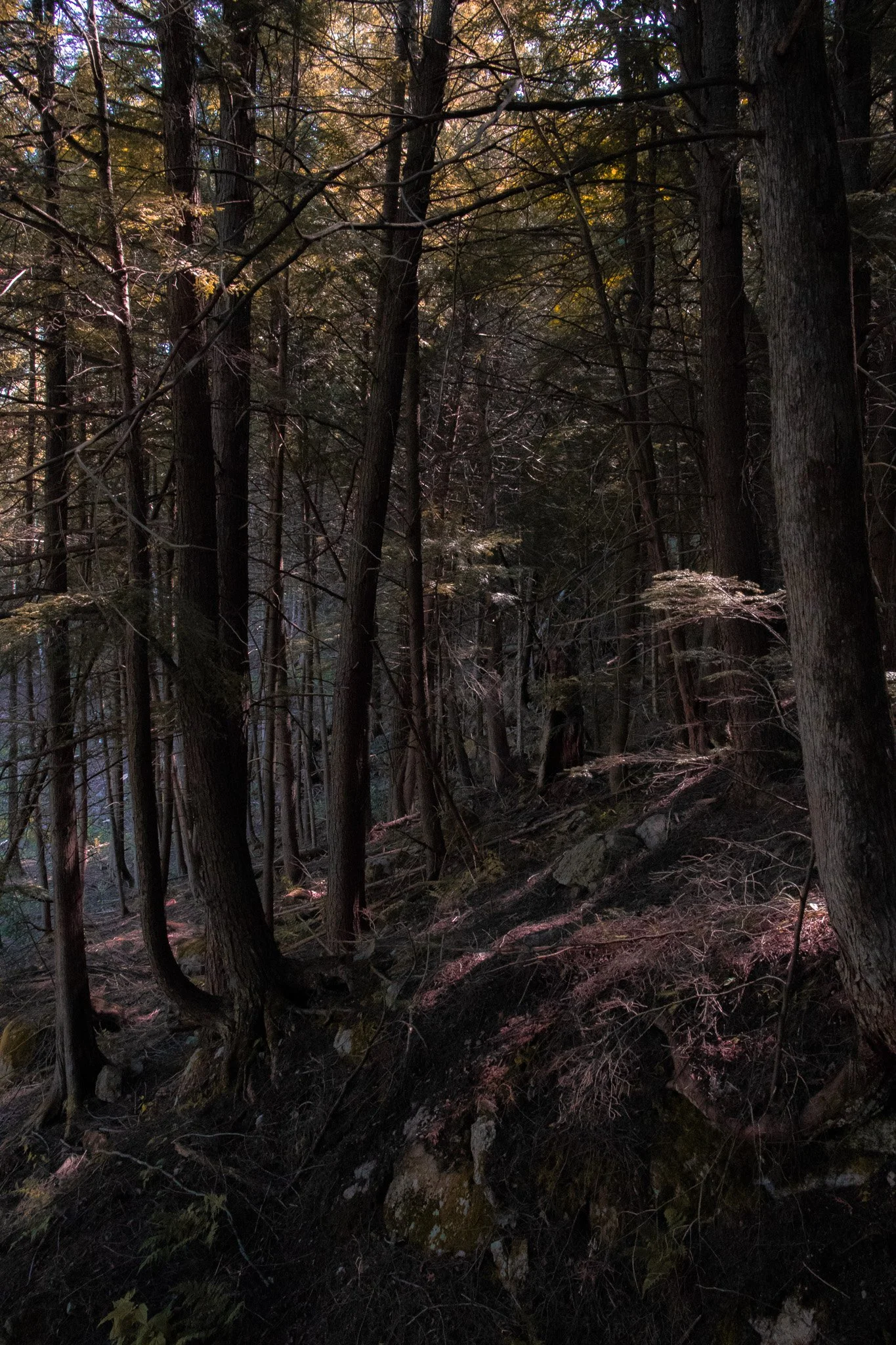 A dense forest scene with tall trees, some rocks, and minimal sunlight filtering through the branches.