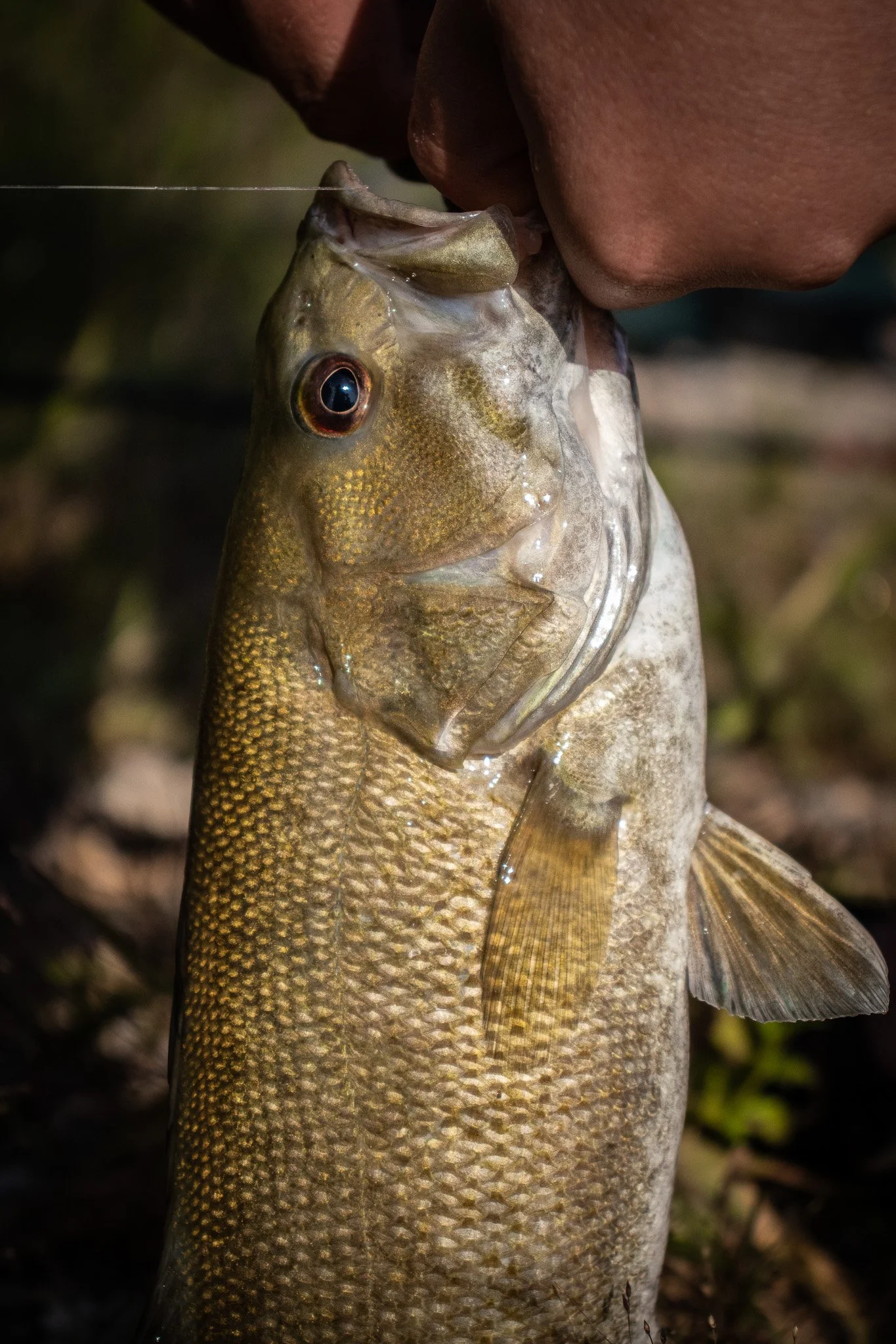 Close-up of a fish held by a person's hand near their face, with a fishing line in its mouth. The fish has a golden and greenish body with a prominent eye, and the person's face is partially visible in the background.