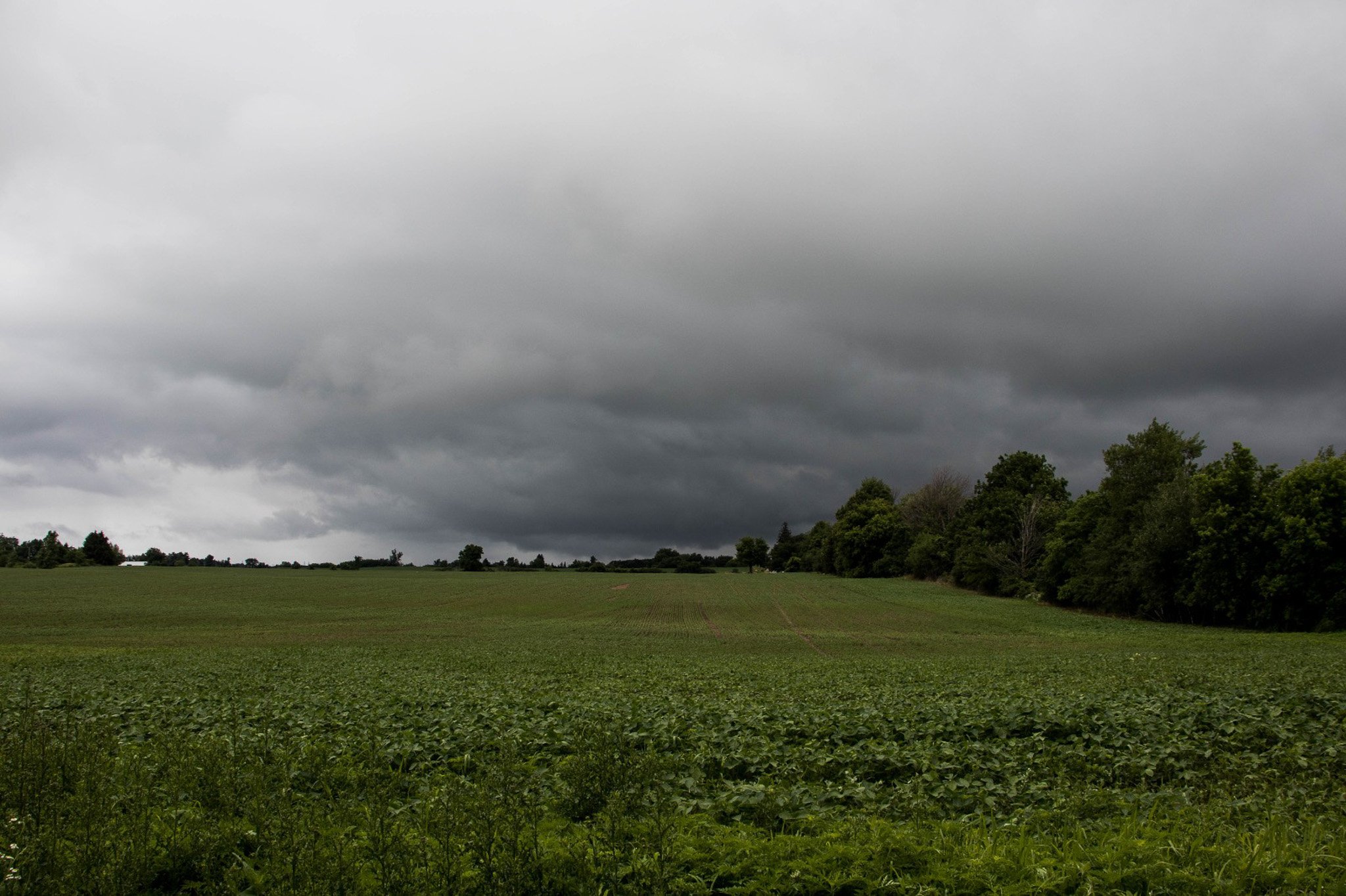 Overcast sky with dark, threatening clouds over a green agricultural field and scattered trees in the distance.