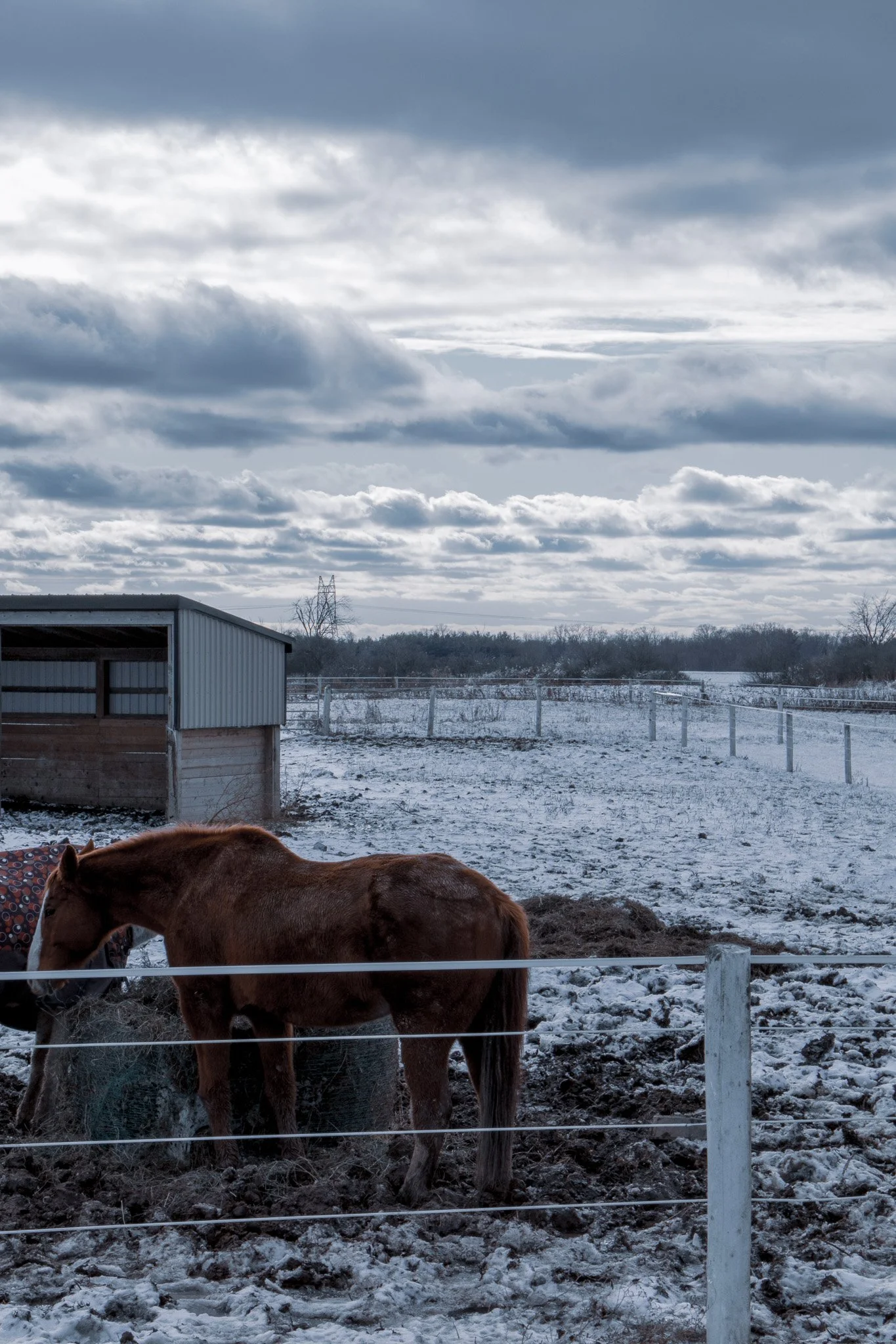 A brown horse with a blanket over its back standing in a snow-covered paddock, with a fence, barn, and cloudy sky in the background.