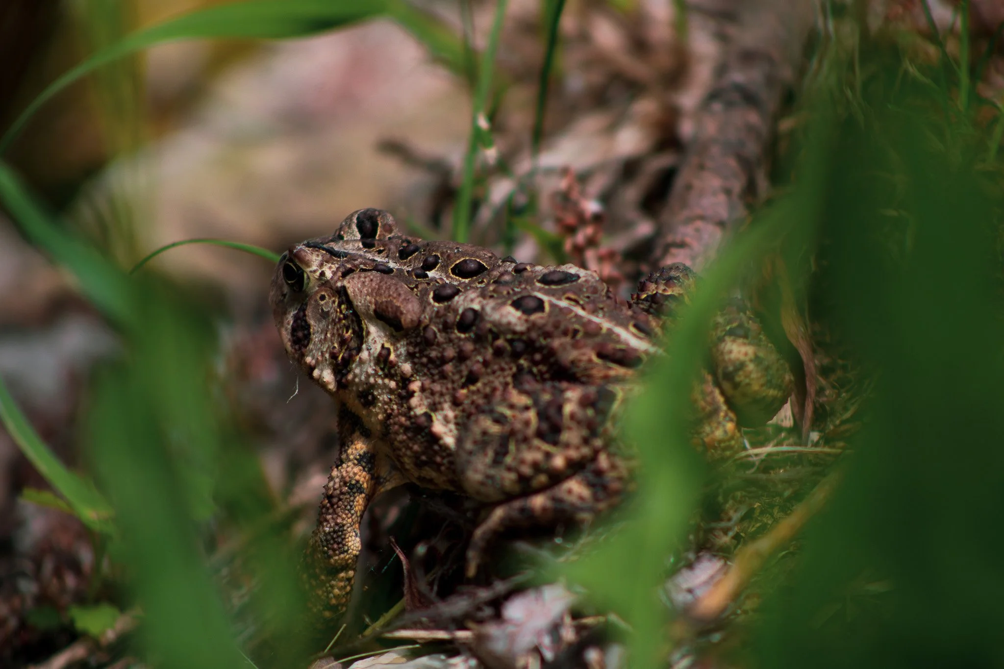 Close-up of a brown, spotted frog camouflaged on the ground among grass and leaves.