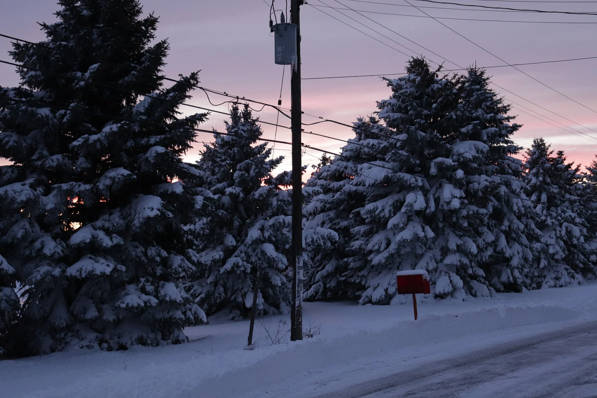 Snow-covered evergreen trees at dusk with power lines and utility pole in a rural setting.