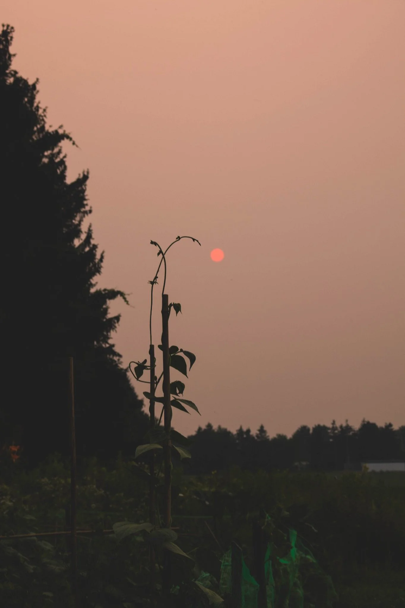 Sunset or sunrise sky with a reddish hue, silhouetted trees on the horizon, and a tall plant in the foreground.