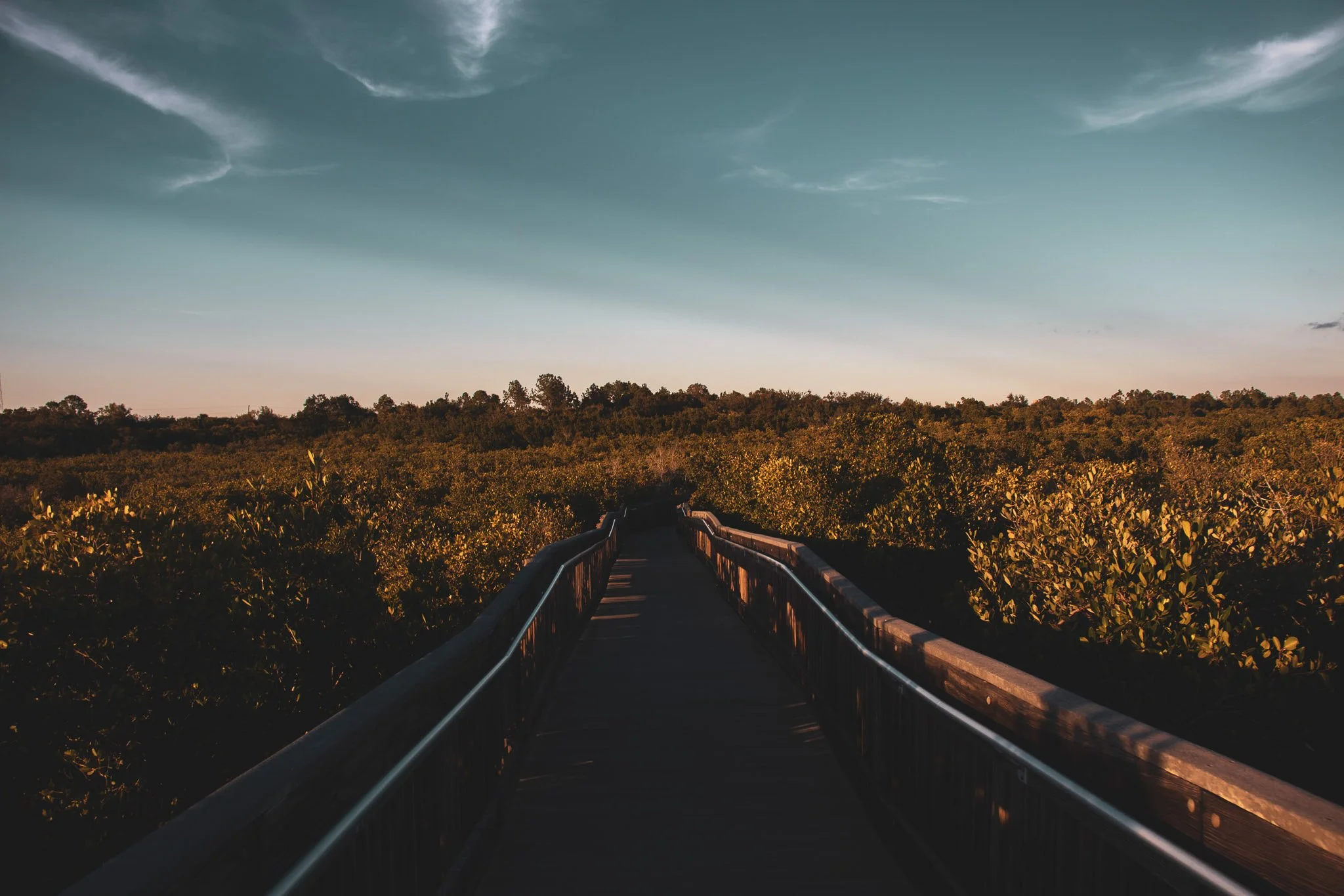 A wooden pathway through a dense green forest during sunset, with a blue sky and few clouds overhead.