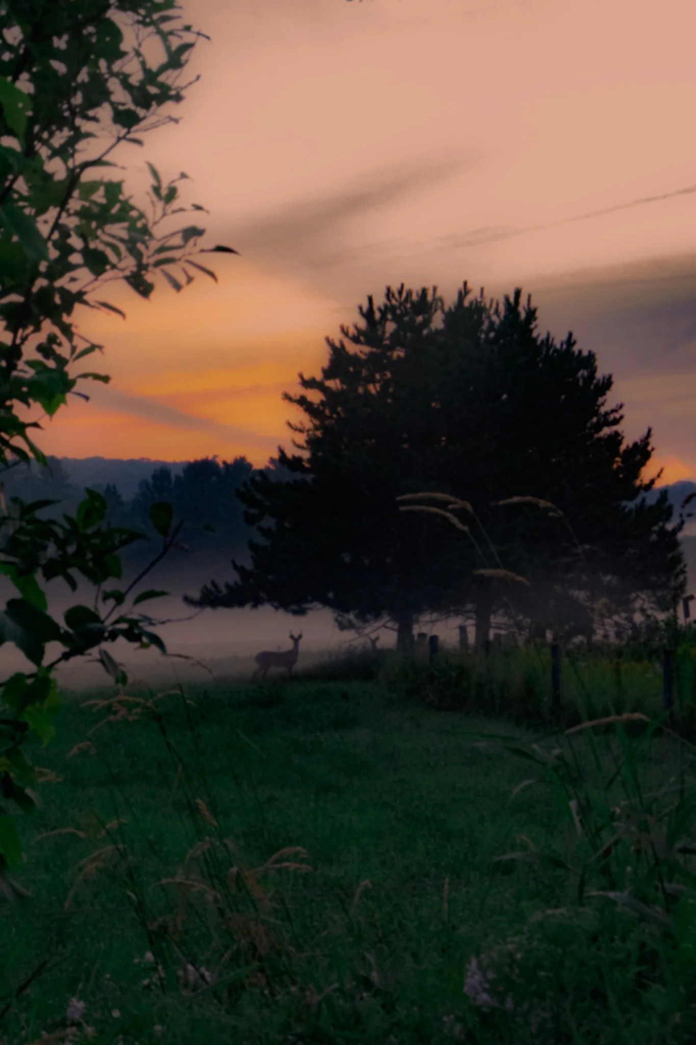 A sunset or sunrise scene with a silhouette of a deer standing on a grassy field, surrounded by trees and bushes, with a colorful sky featuring shades of pink, orange, and purple.