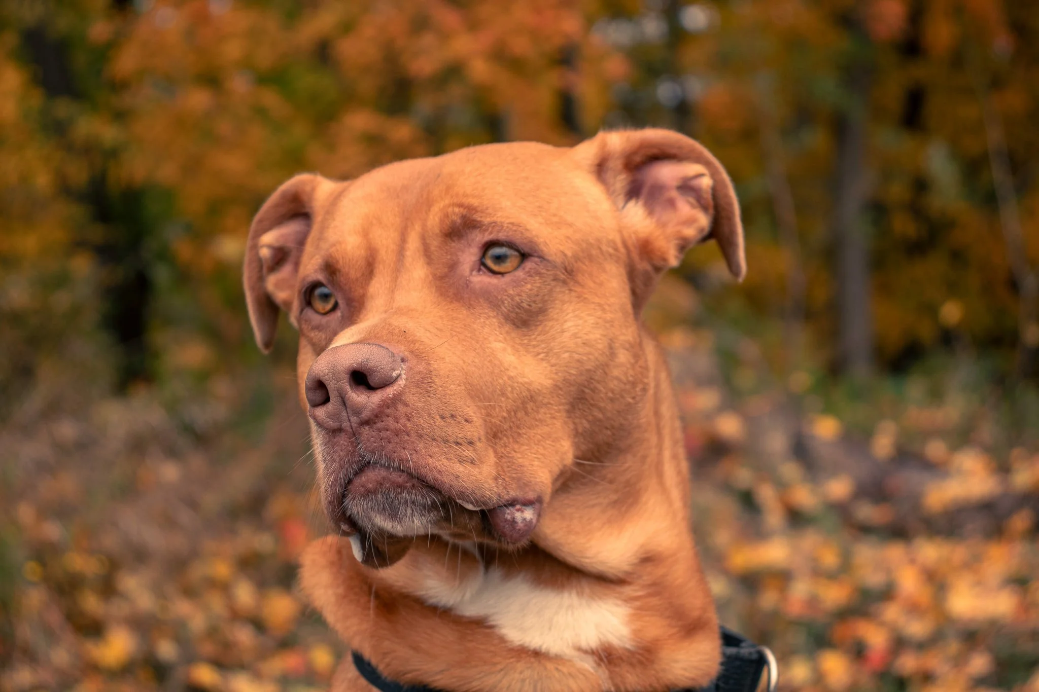 Close-up of a brown dog with blue eyes outdoors during autumn, with blurred fall foliage in the background.