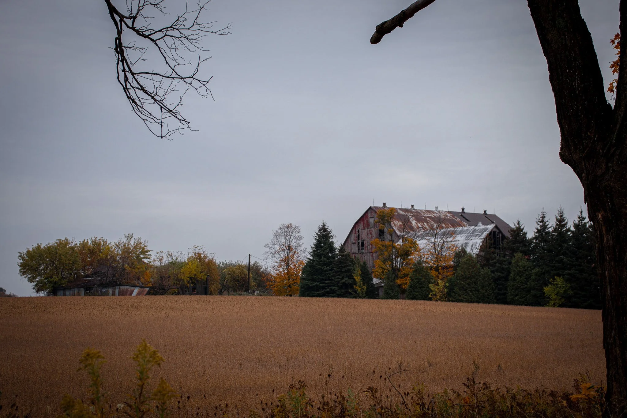 A rural landscape during fall with a large tree in the foreground, a field, and an old barn with a rusted metal roof and weathered walls surrounded by trees with autumn foliage, under an overcast sky.