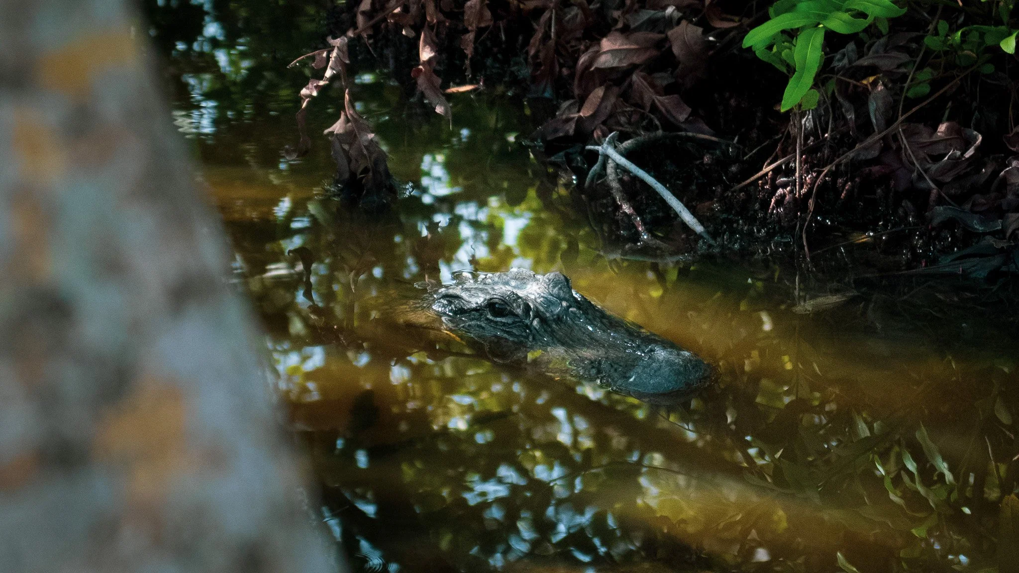 Close-up of an alligator in water surrounded by muddy and leafy environment.