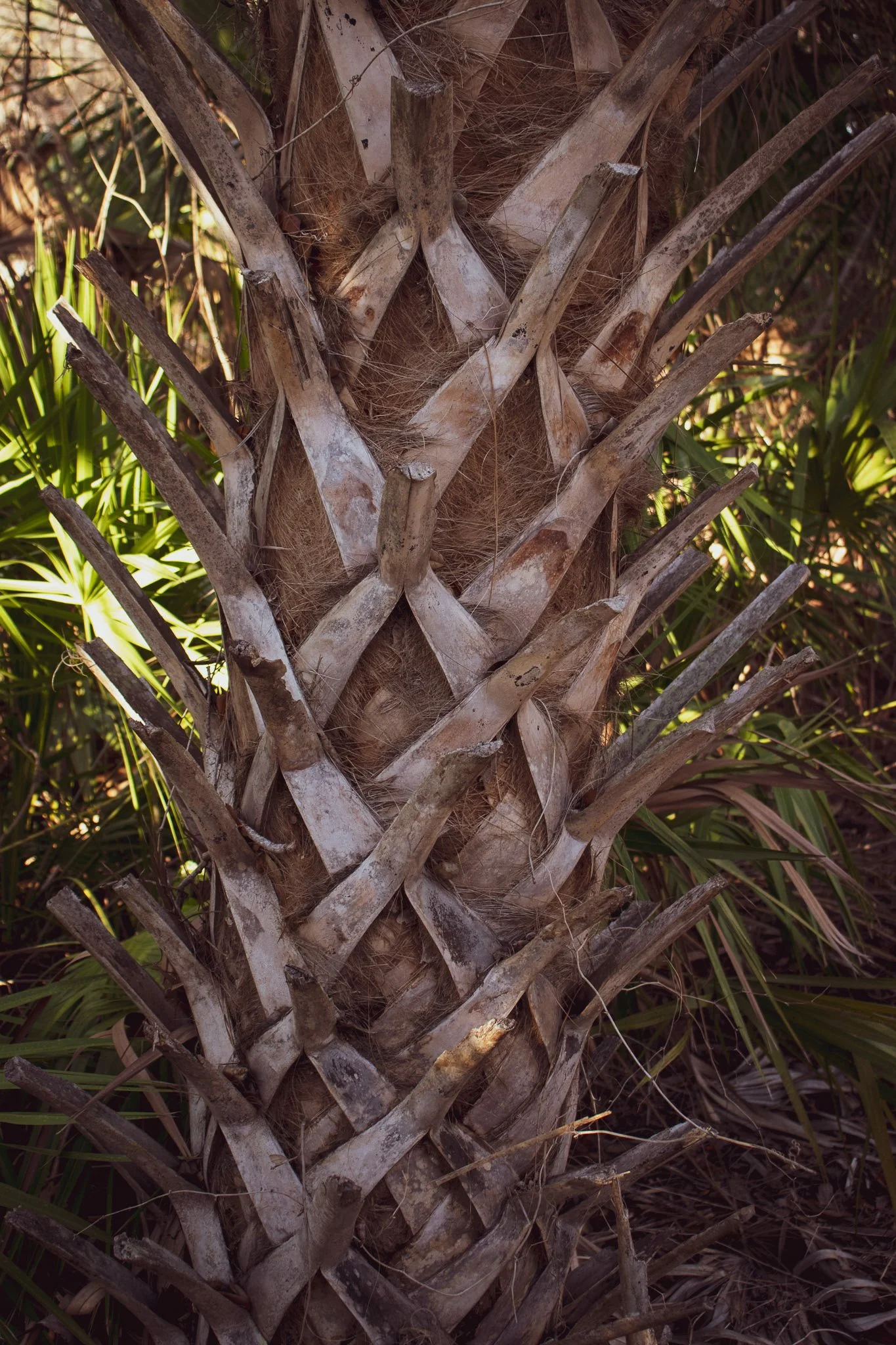 Close-up of a tree trunk with rough textured bark and layered branches, surrounded by green foliage and plants.