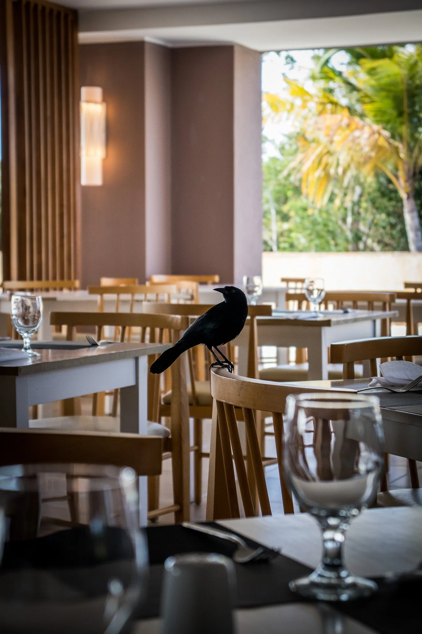 Interior of a restaurant or cafe with tables, chairs, water glasses, and a black bird sitting on one of the chairs, with large windows showing greenery outside.