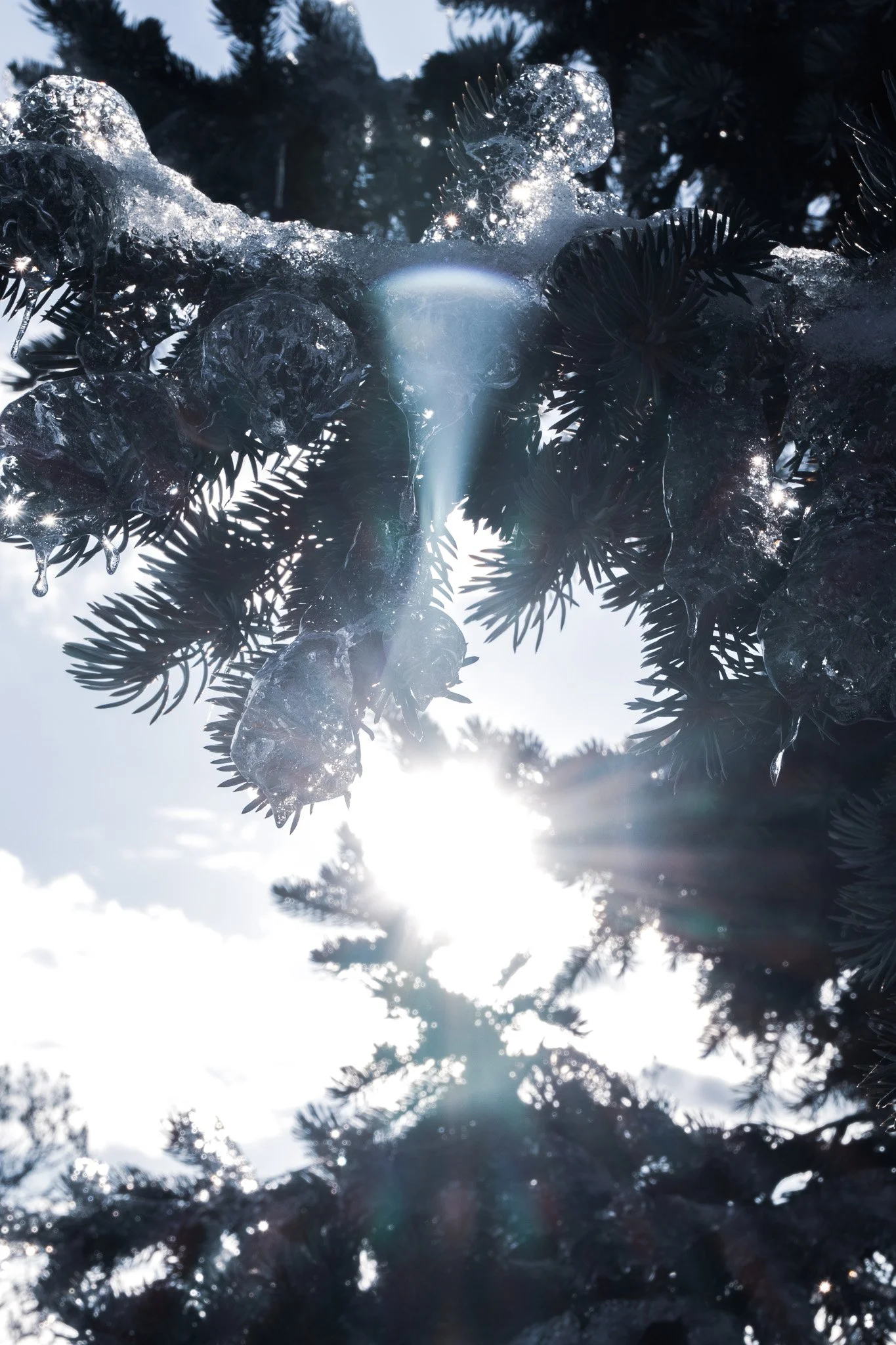 Sunshine shining through dark evergreen tree branches with snow and ice, creating a bright glare.