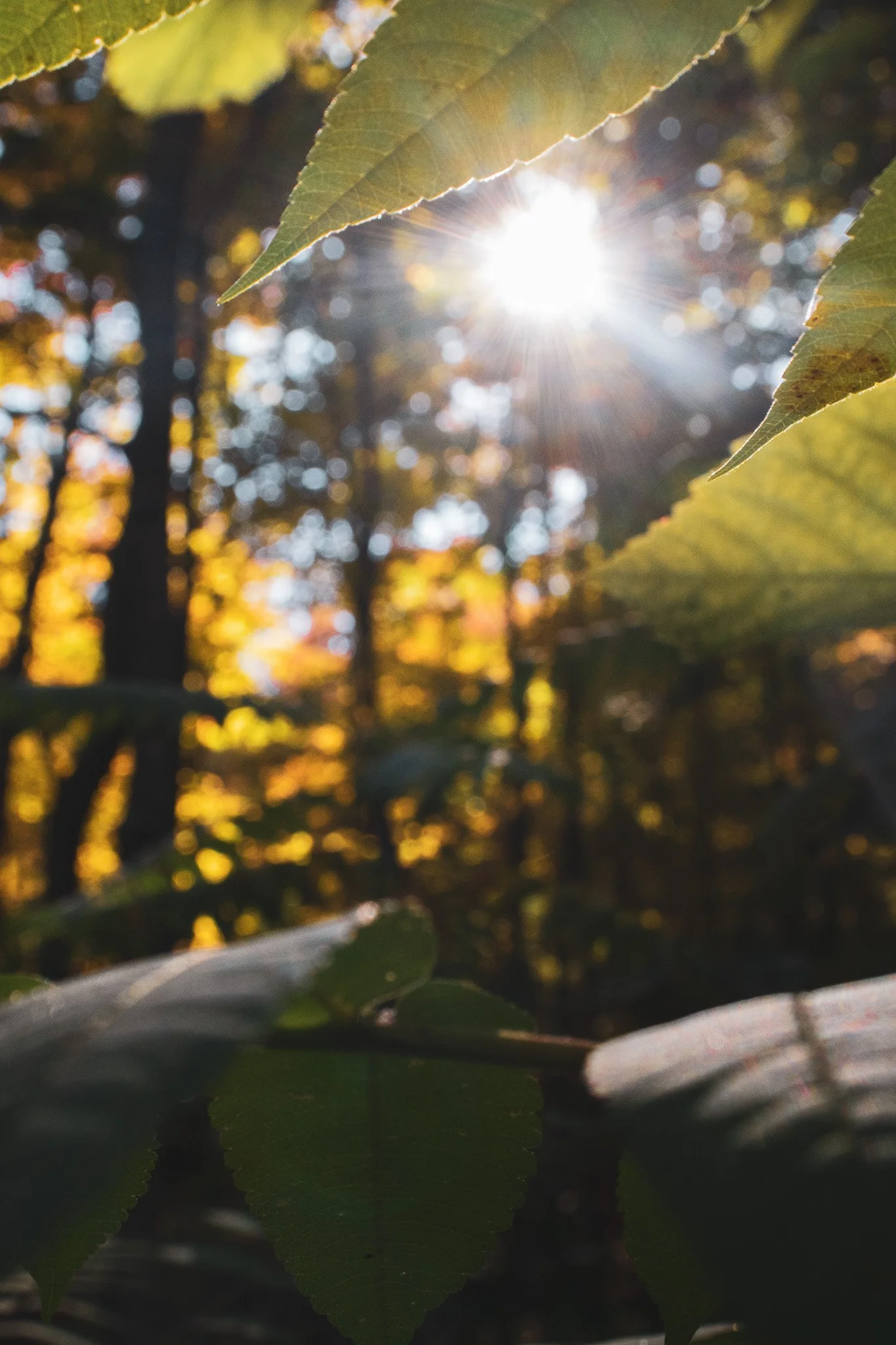 Sun shining through leafs in a forest during autumn, with blurred trees and colorful foliage in the background.