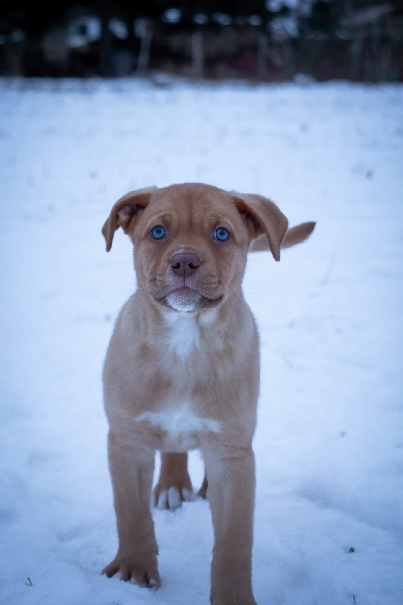 A tan puppy with bright blue eyes standing on snow in an outdoor setting with trees in the background.