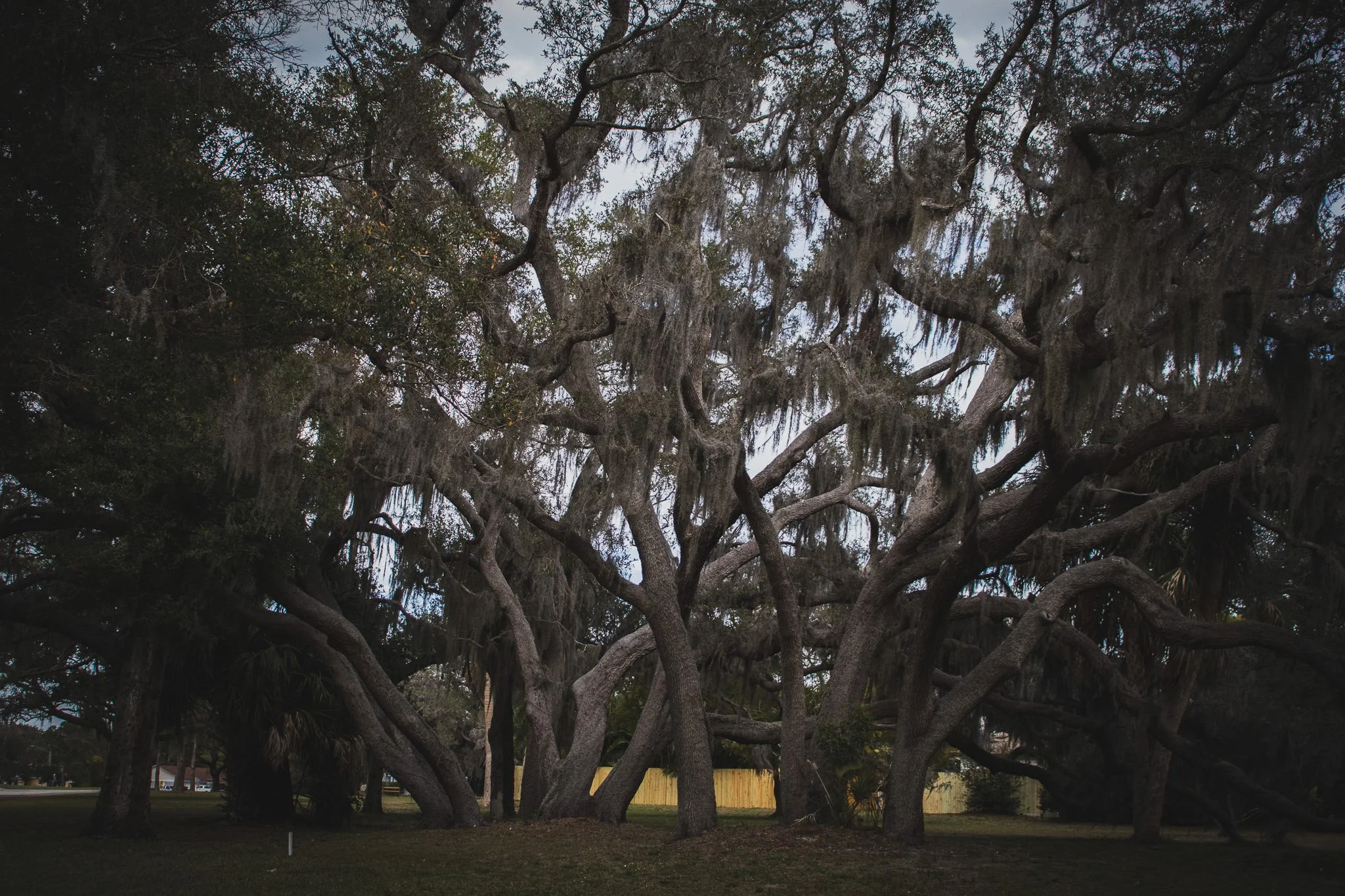 A large tree with thick, gnarled branches and hanging moss in a backyard with grass and a wooden fence.