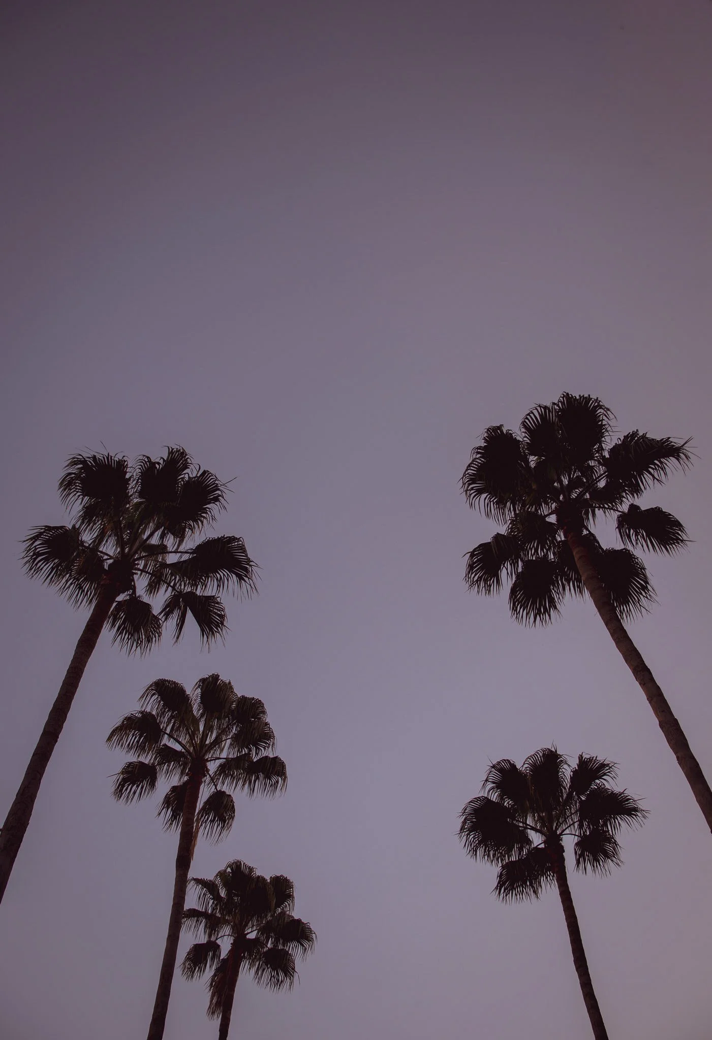Silhouetted palm trees against a twilight sky.