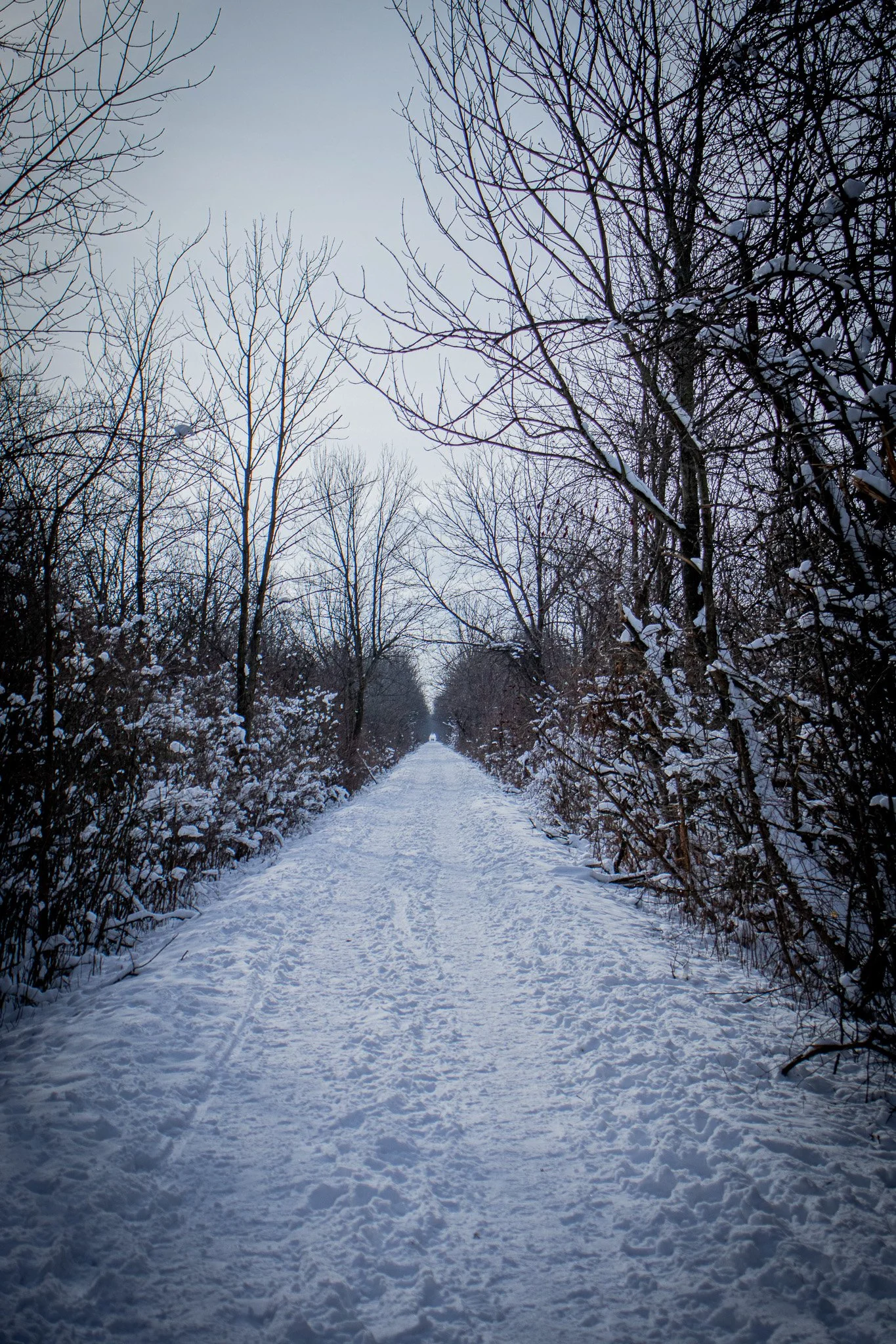 Snow-covered path through a wooded area with bare trees and snow on branches, under an overcast sky.