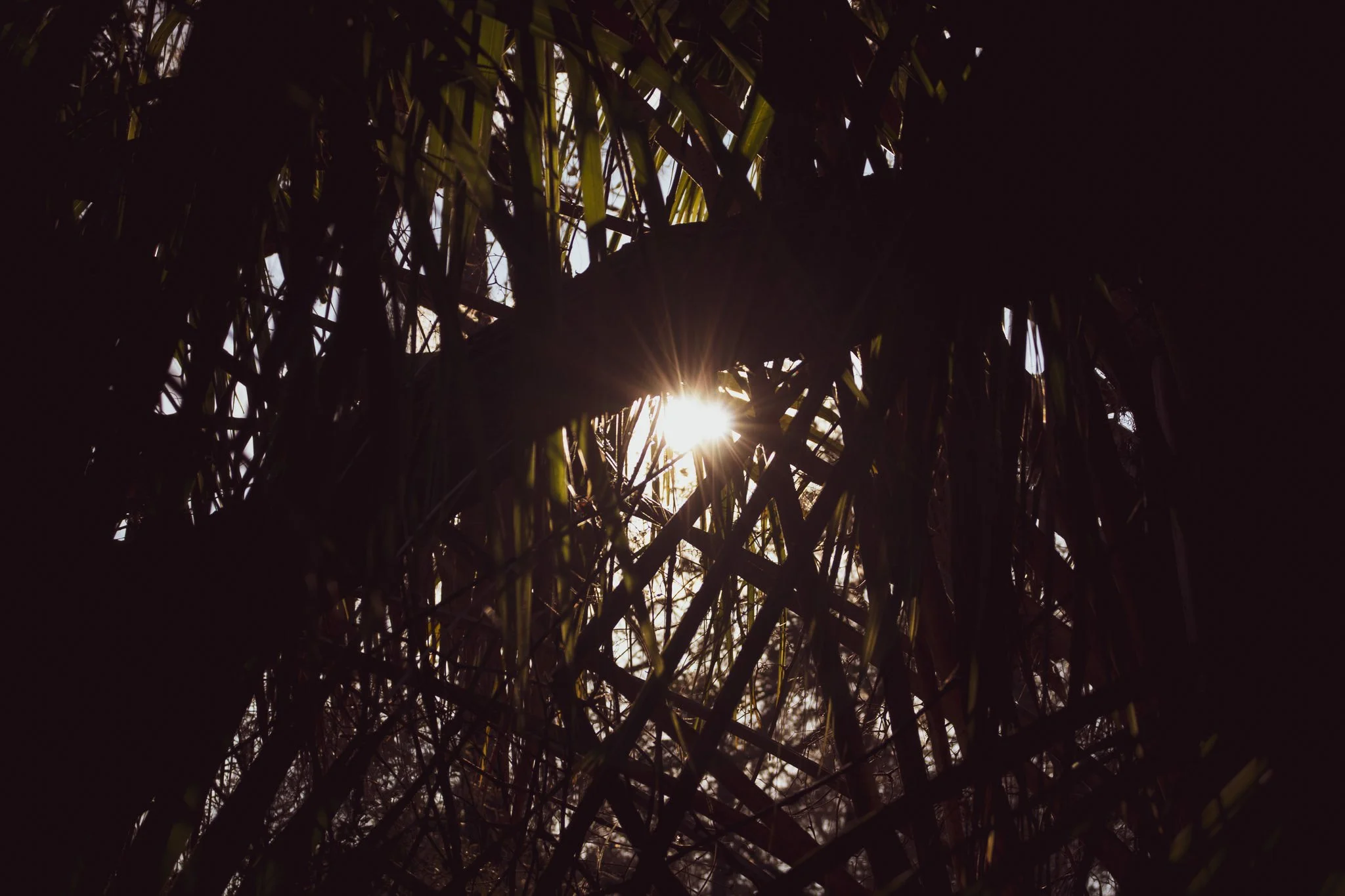 Sunlight shining through dense, dark tree branches and leaves.