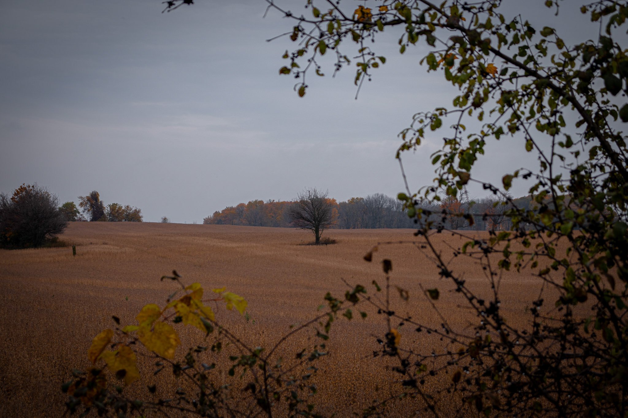 A landscape view of a park or field with trees and a cloudy sky, framed by branches with sparse leaves in the foreground.