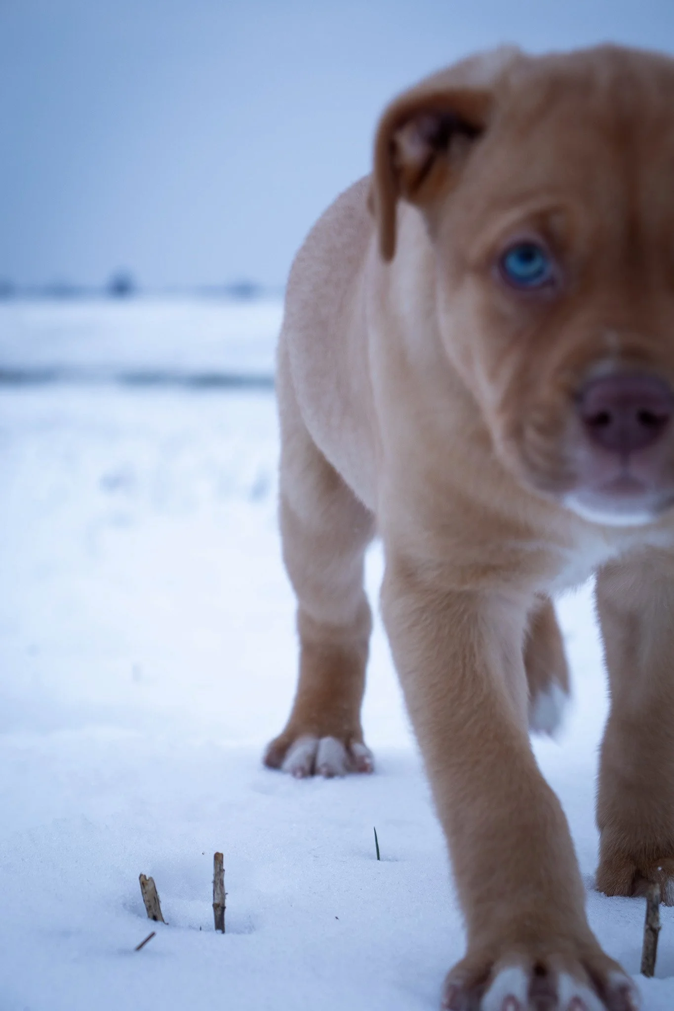 Close-up of a light brown puppy with blue eyes walking on snow with small twigs on the ground.