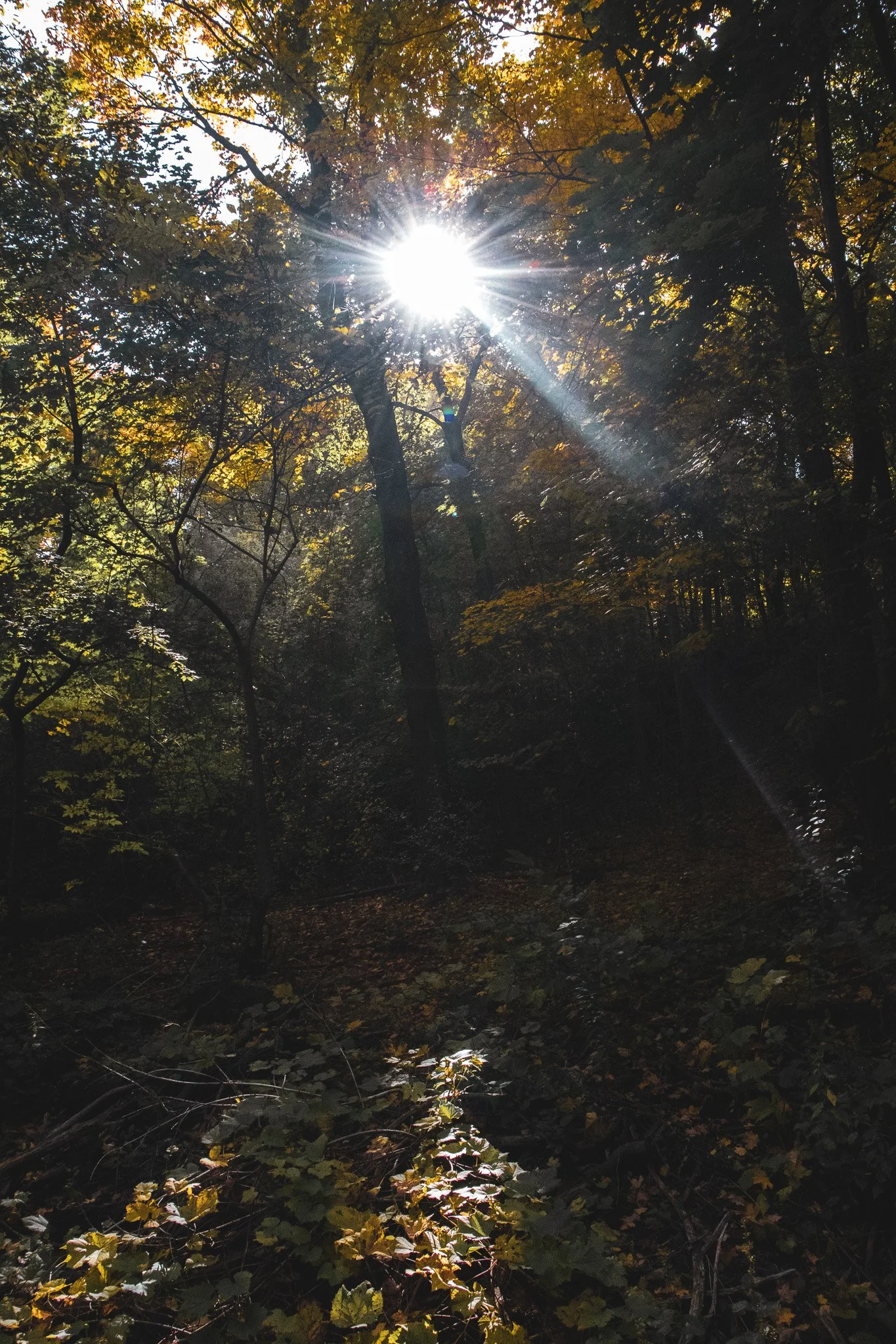 Sunlight shining through the trees in a forest during autumn, with leaves in shades of green, yellow, and orange.