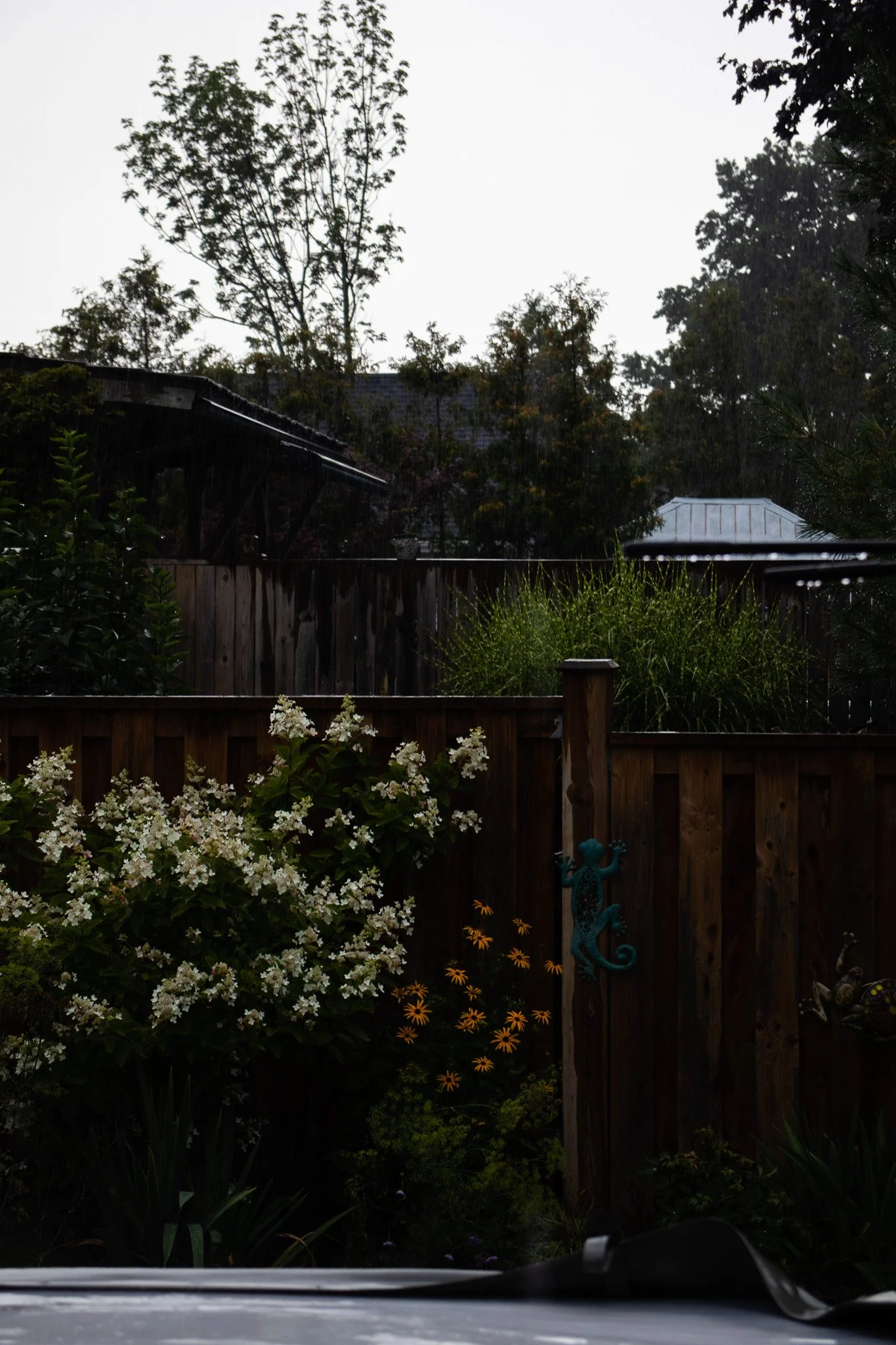 View of a backyard garden with trees, bushes, flowers, and a wooden fence during a rainy day, with water droplets visible on a surface in the foreground.