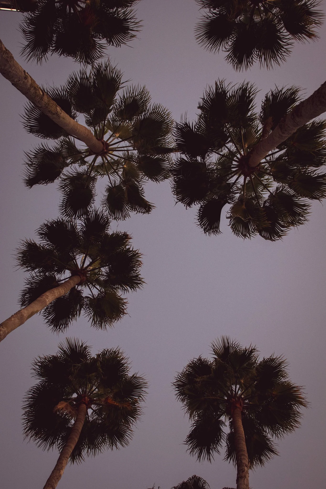 Silhouettes of tall palm trees against a dusky sky.