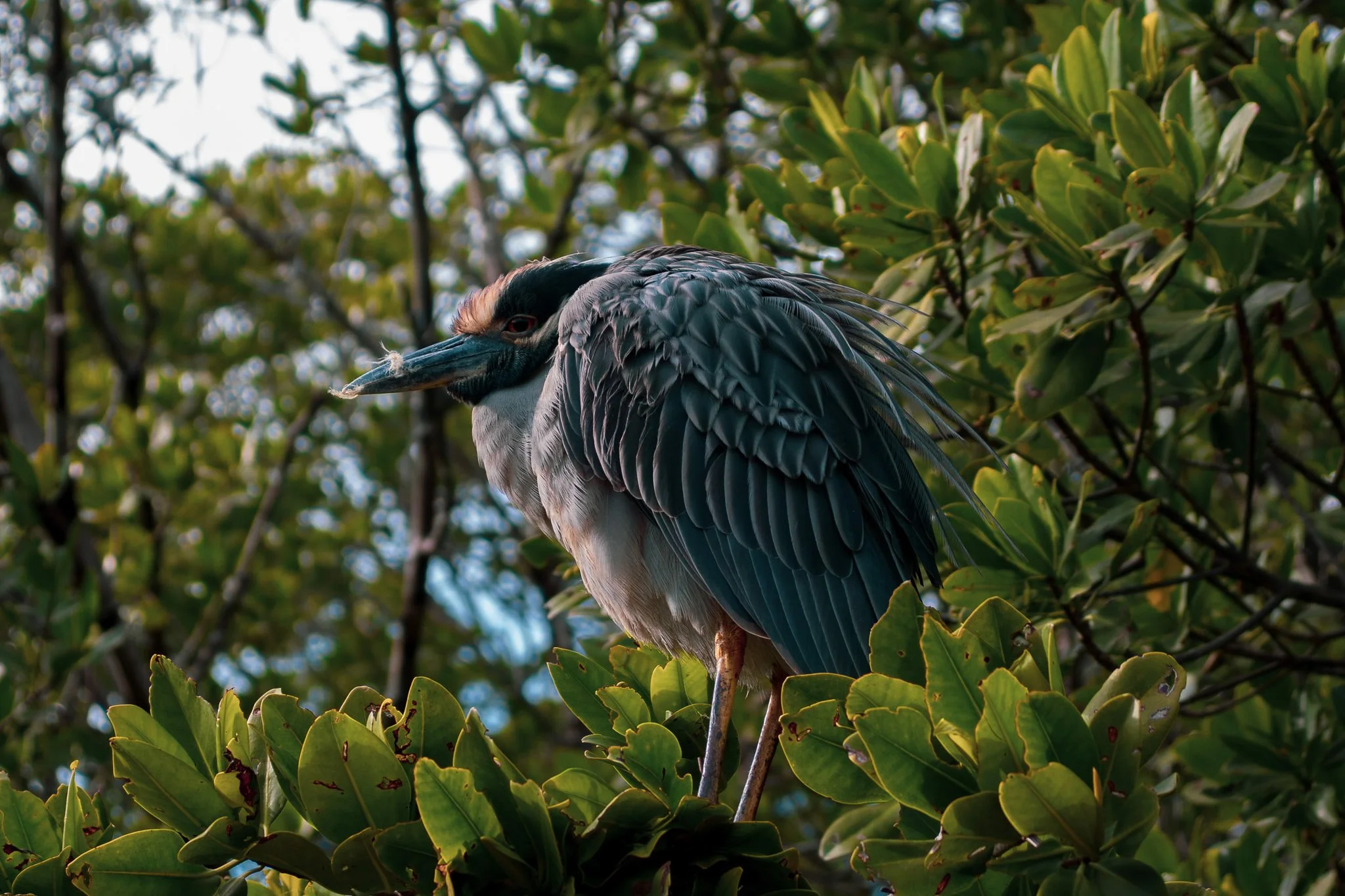A close-up of a large bird perched among green leaves, with a black, white, and pinkish feathered body and long beak.