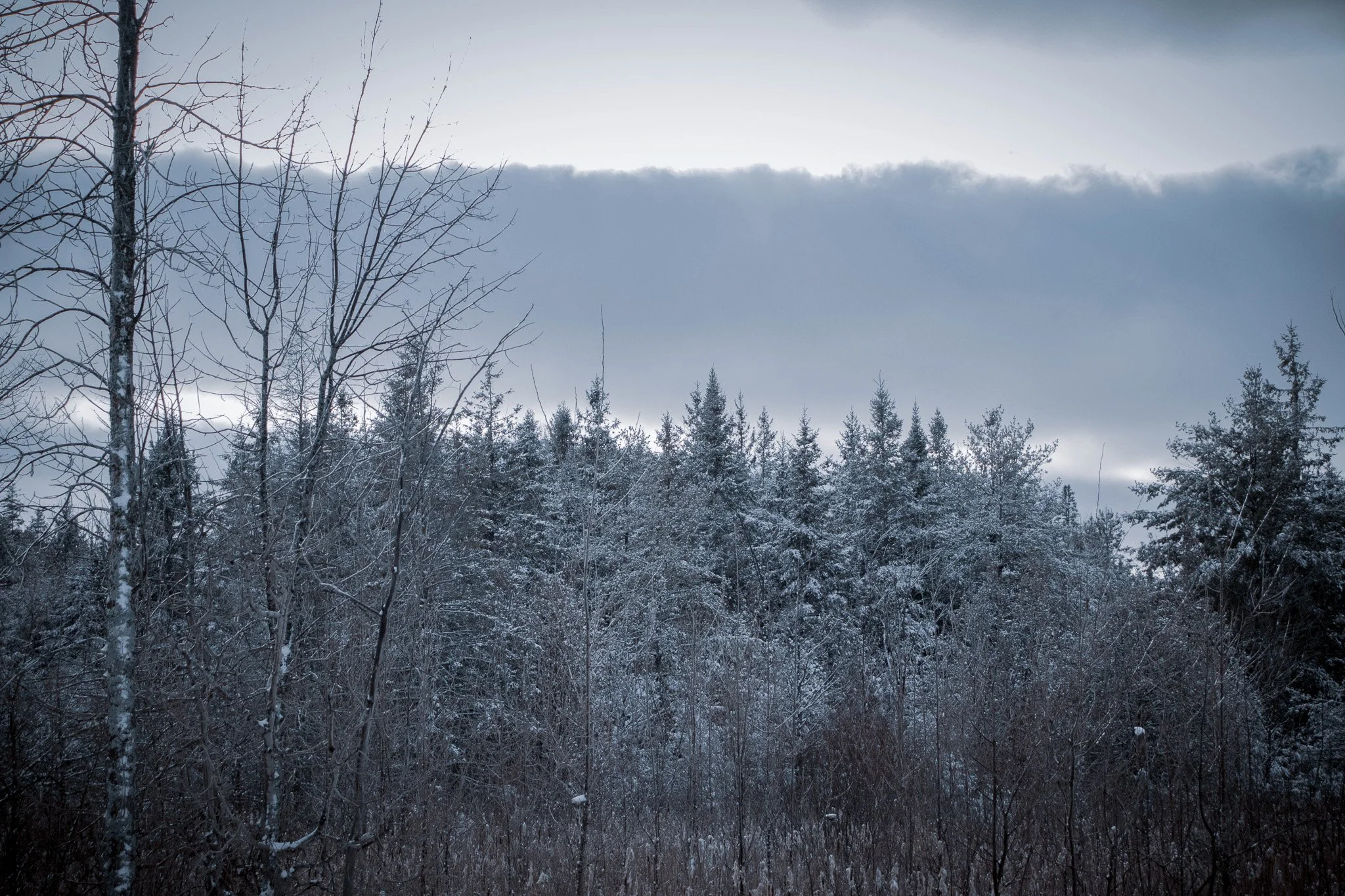 Snow-covered trees in a winter landscape with a cloudy sky.