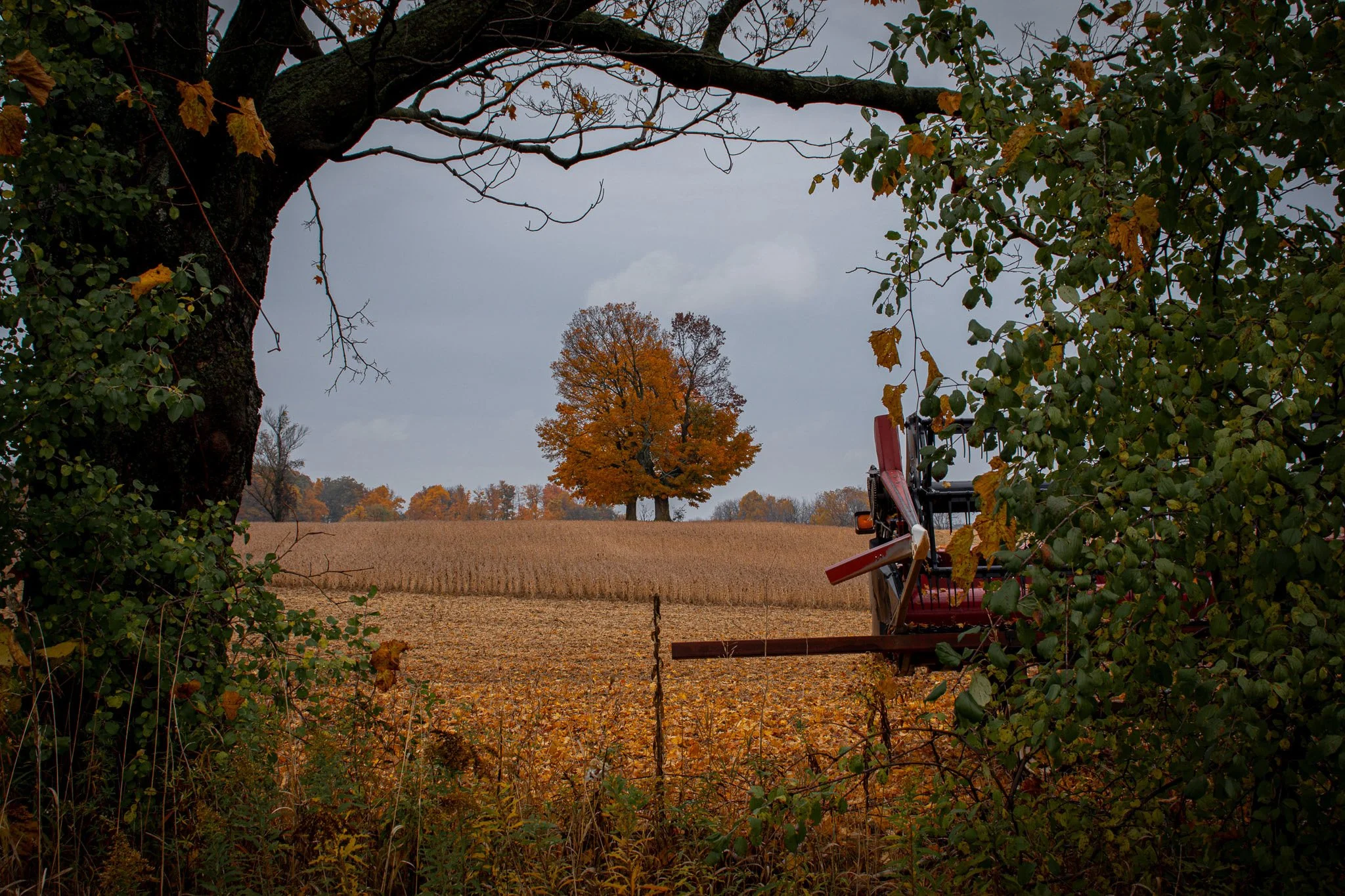 A view of a farm field with a tree showing fall colors in the background. The photo is framed by tree branches and leaves in the foreground, with some leaves turning yellow and orange. The sky is overcast, and part of a piece of farm equipment, possi