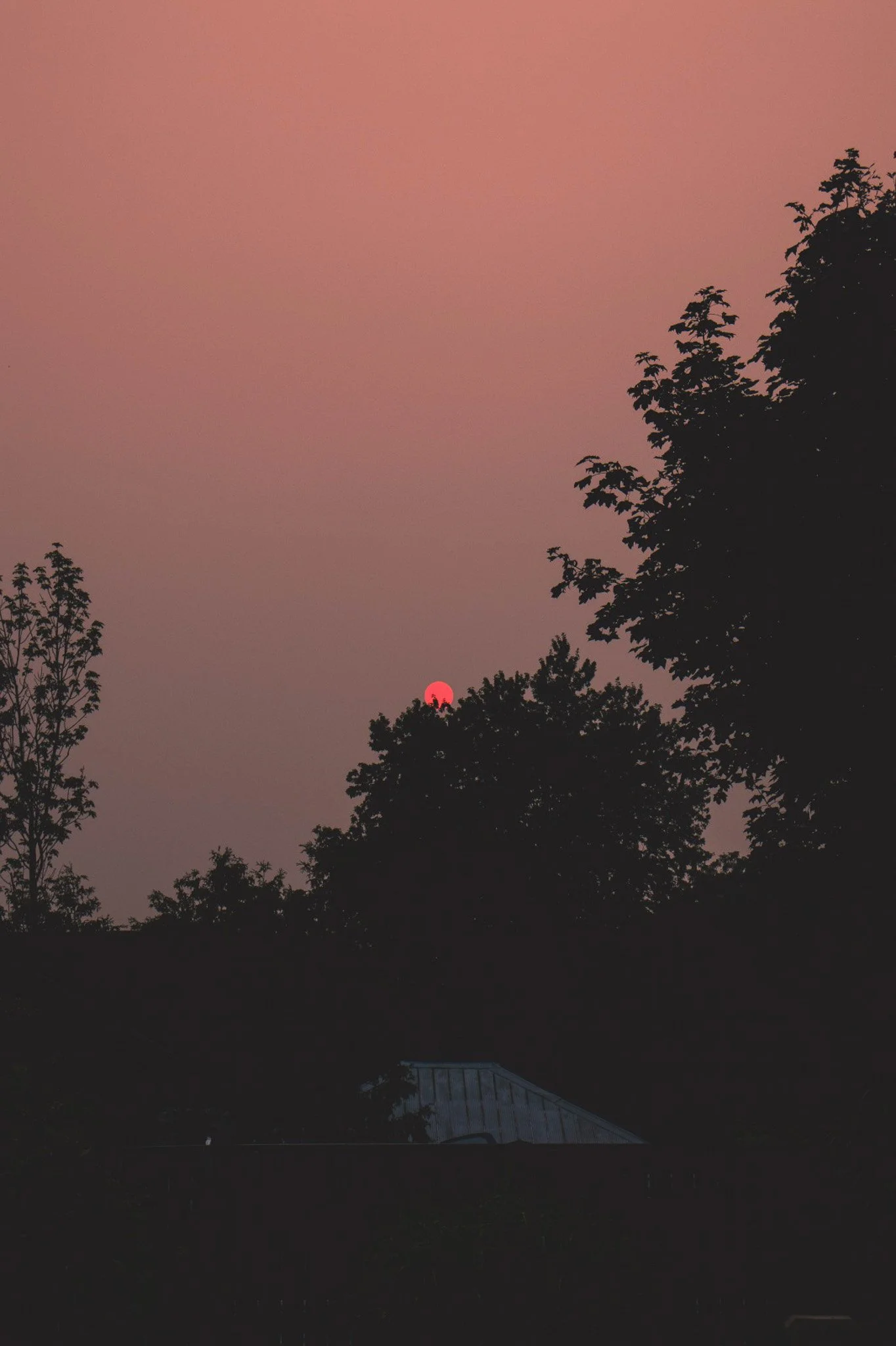 Sunset with a pink sky, trees silhouetted in the foreground, and a building with a metal roof.