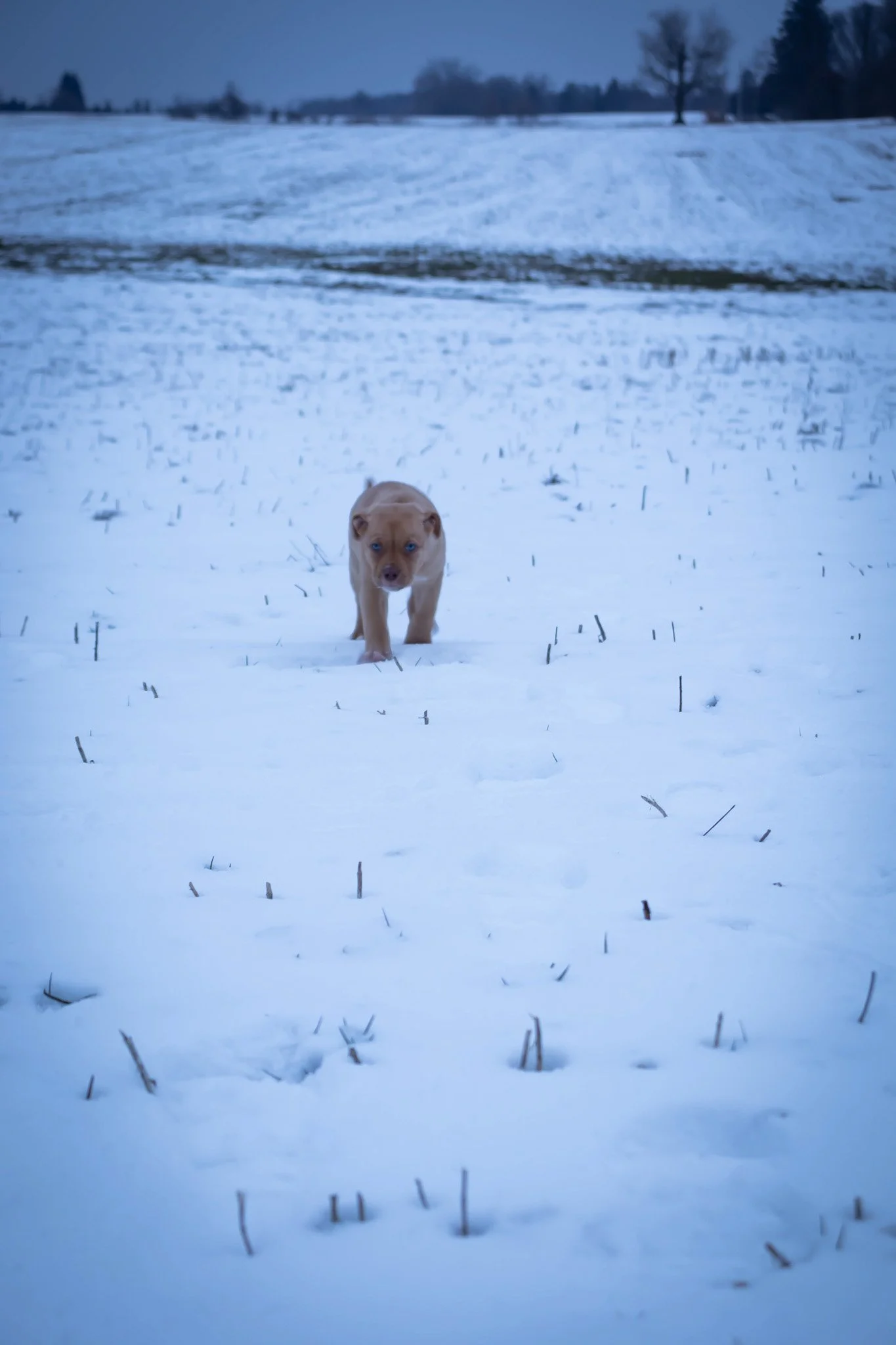 A small brown puppy with blue eyes walking in the snow on a winter day with a snow-covered field and trees in the background.