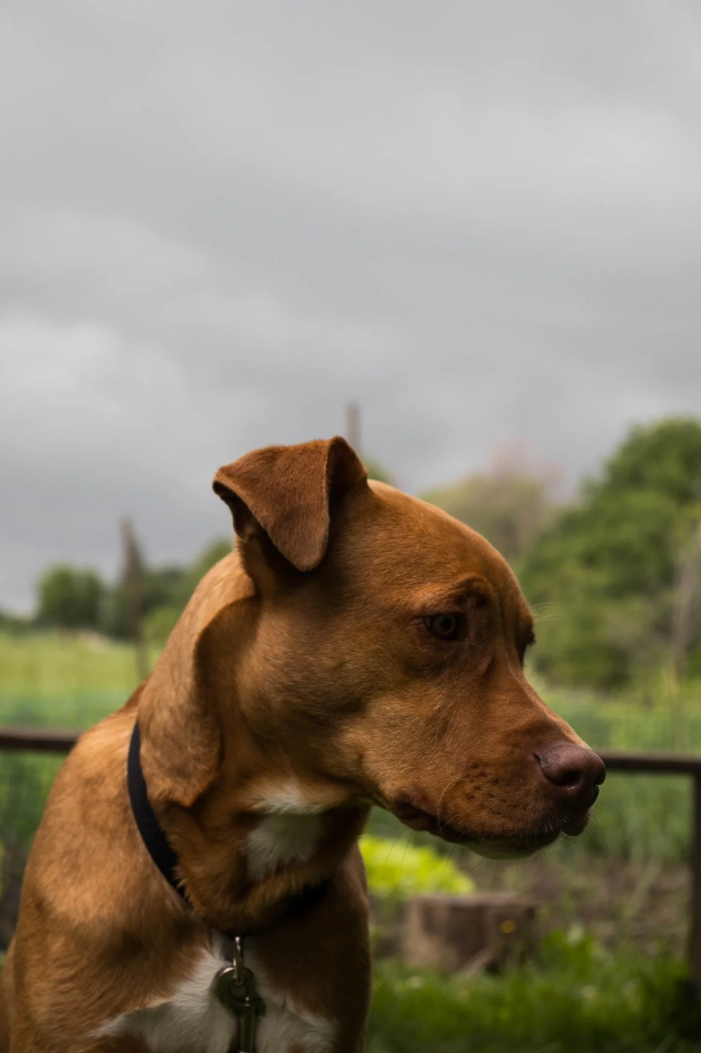 A brown dog with a black collar, sitting outdoors on a cloudy day, with blurred trees and greenery in the background.