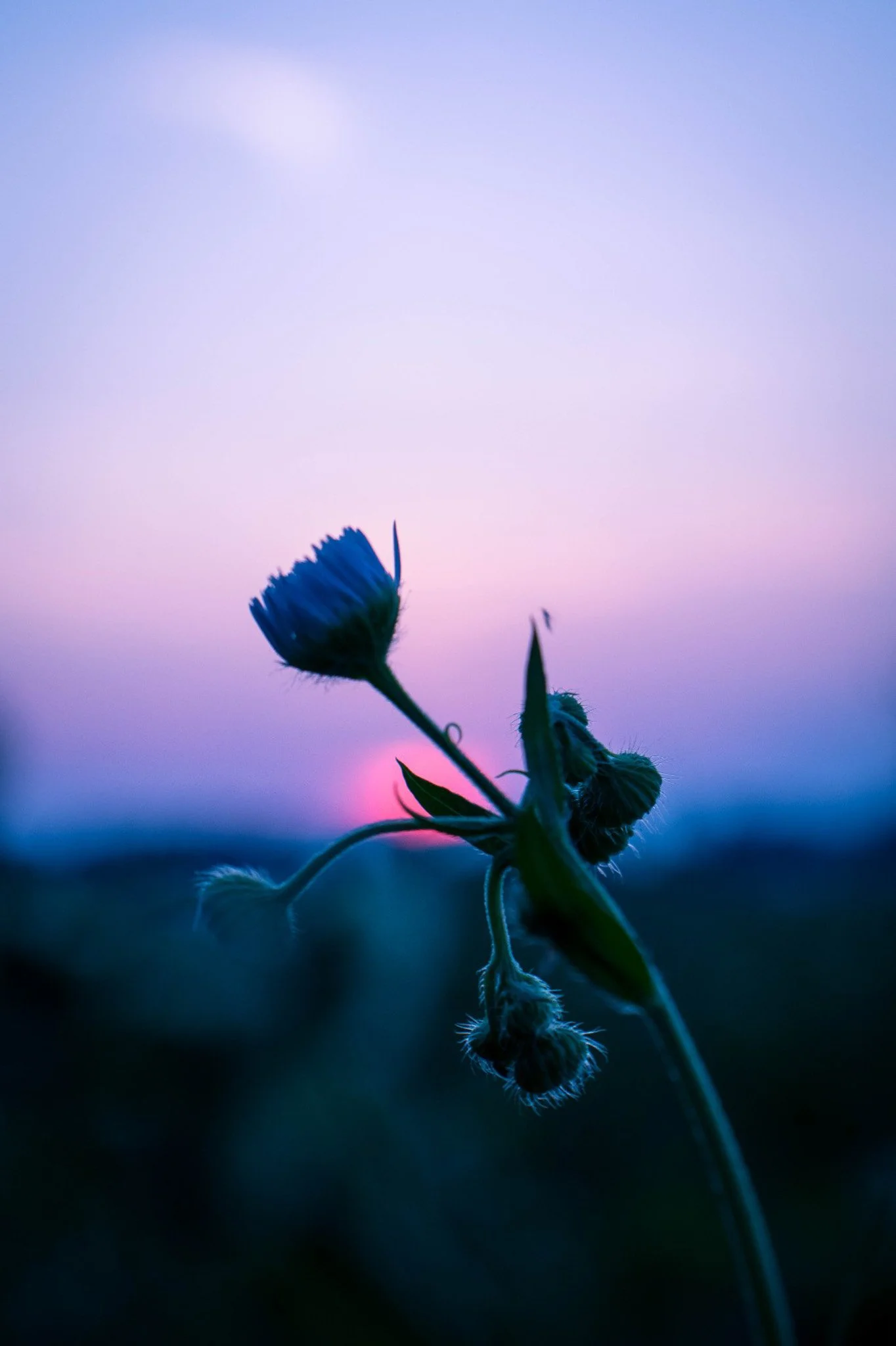 Close-up of a purple flower with a soft focus background during sunset or sunrise.