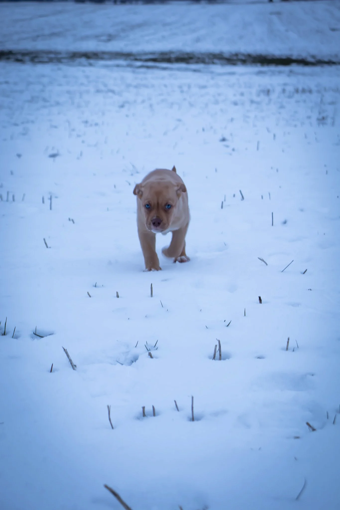 A dog with blue eyes walking toward the camera on snow-covered ground with sparse grass and an icy lake or river in the background.