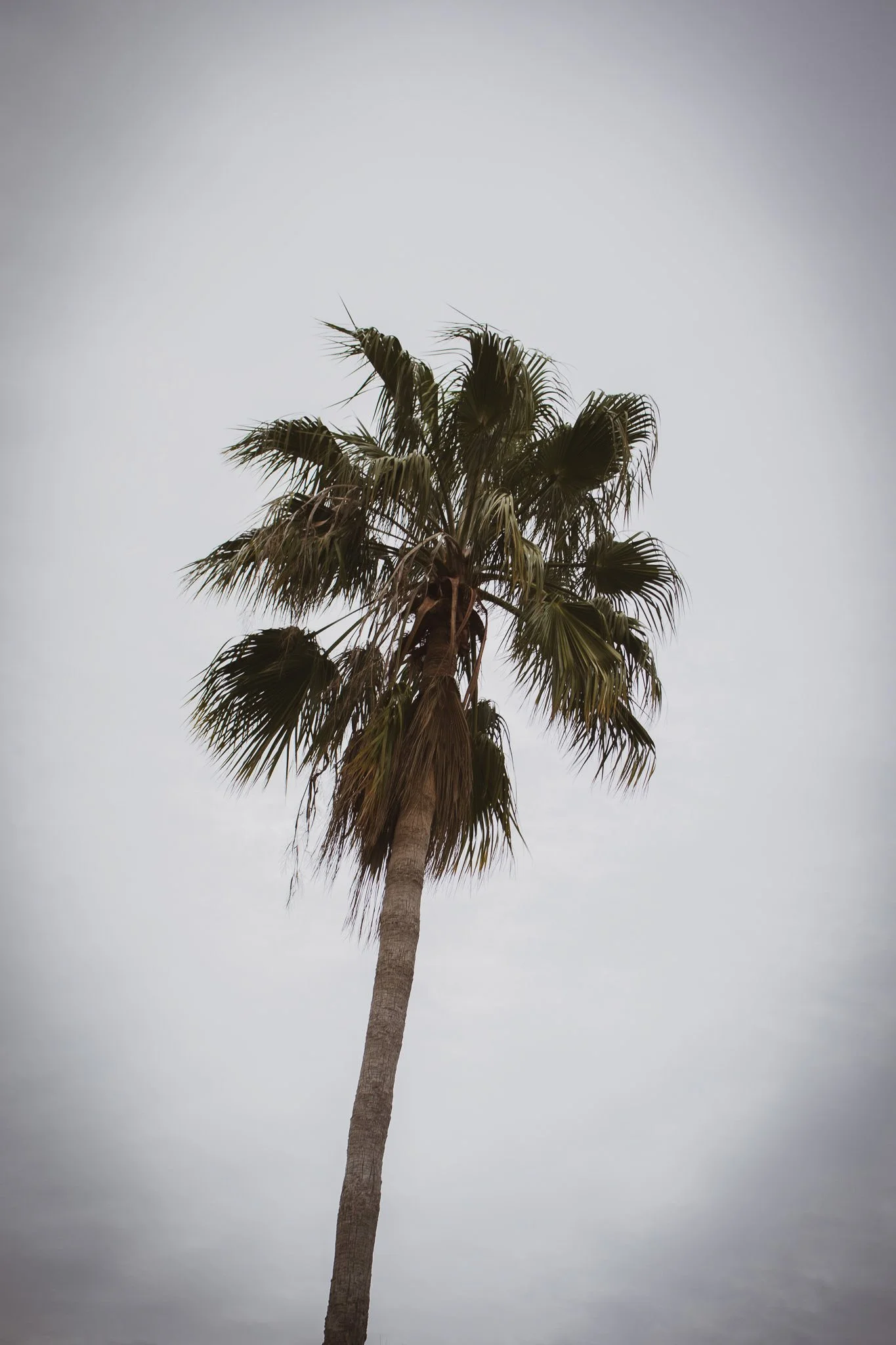 A tall palm tree with fronds against a gray, overcast sky.
