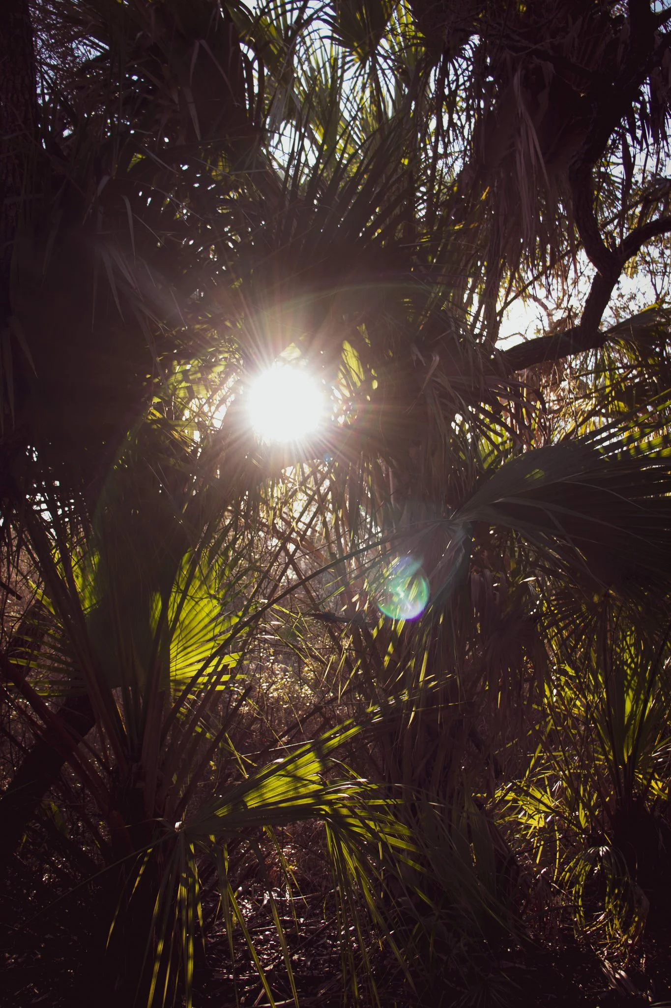 Sunlight shining through dense tropical foliage with palm leaves and branches.