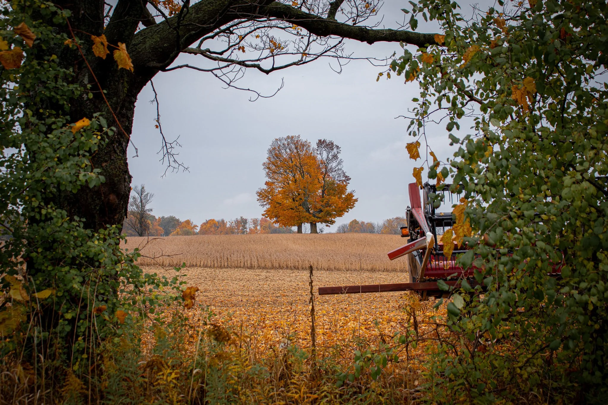 View through a natural opening in dense foliage shows a rural landscape with a large tree with orange leaves in the distance, a field, and an overcast sky. Farm equipment is partially visible on the right side of the frame.