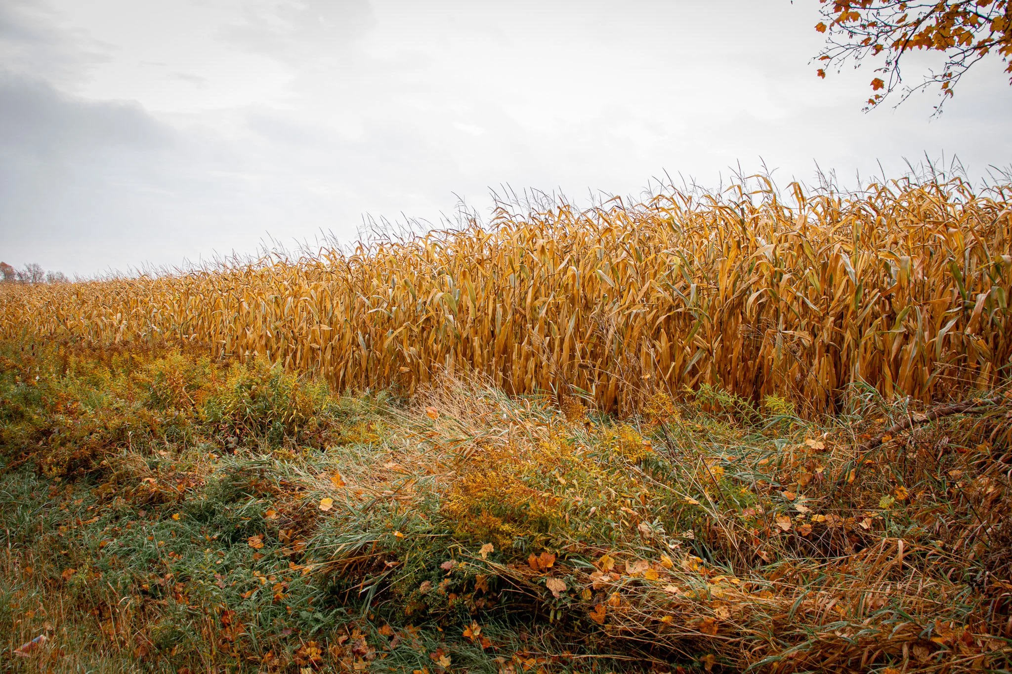 A field of dried golden corn stalks, with fallen leaves in the foreground and a cloudy sky overhead.